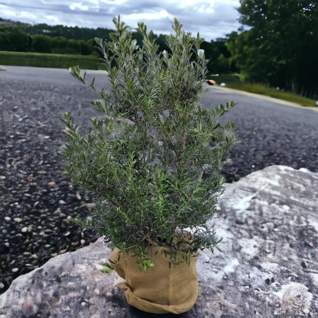 Olea Olive europaea 25 Liter, Olivenstrauch über 1,20 Meter hoch.