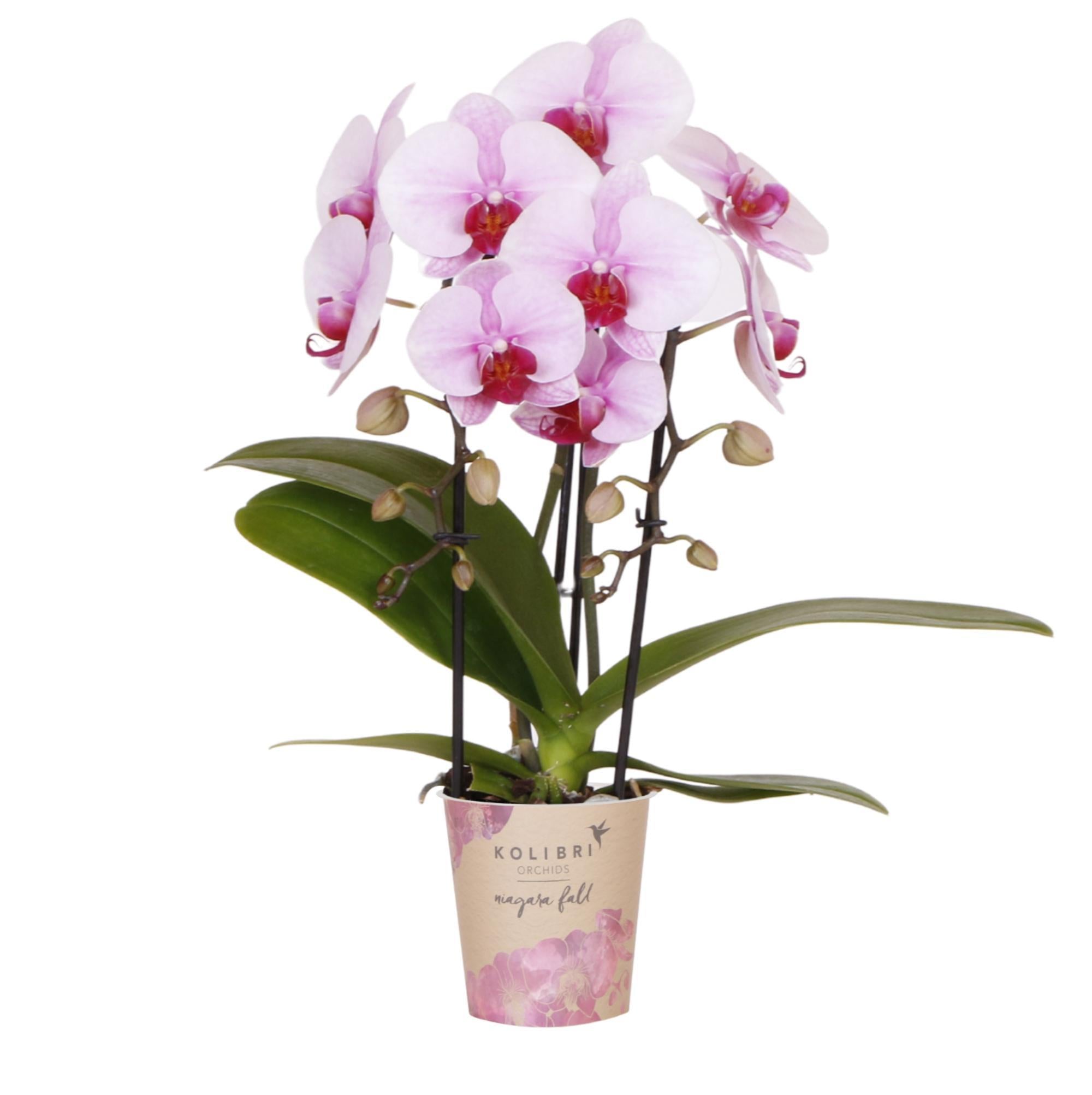 Orchidee rosa Phalaenopsis Orchidee - Niagara Fall - Topfgröße Ø9cm | blühende Zimmerpflanze - frisch vom Züchter