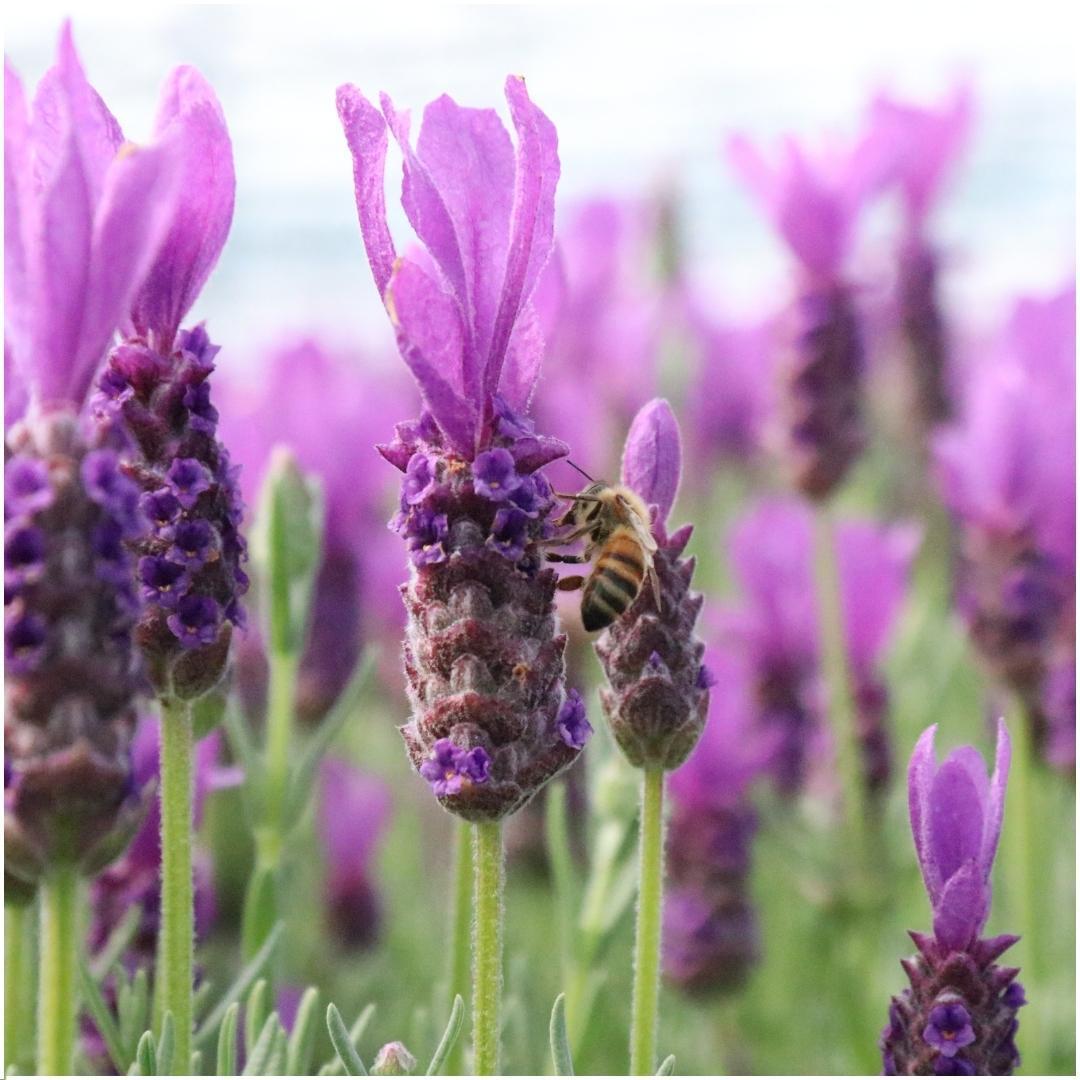 Lavandula stoechas Anouk® im Dekotopf 'Old Look' - 13 cm Topf - 3er-Set Französischer Lavendel im Dekotopf