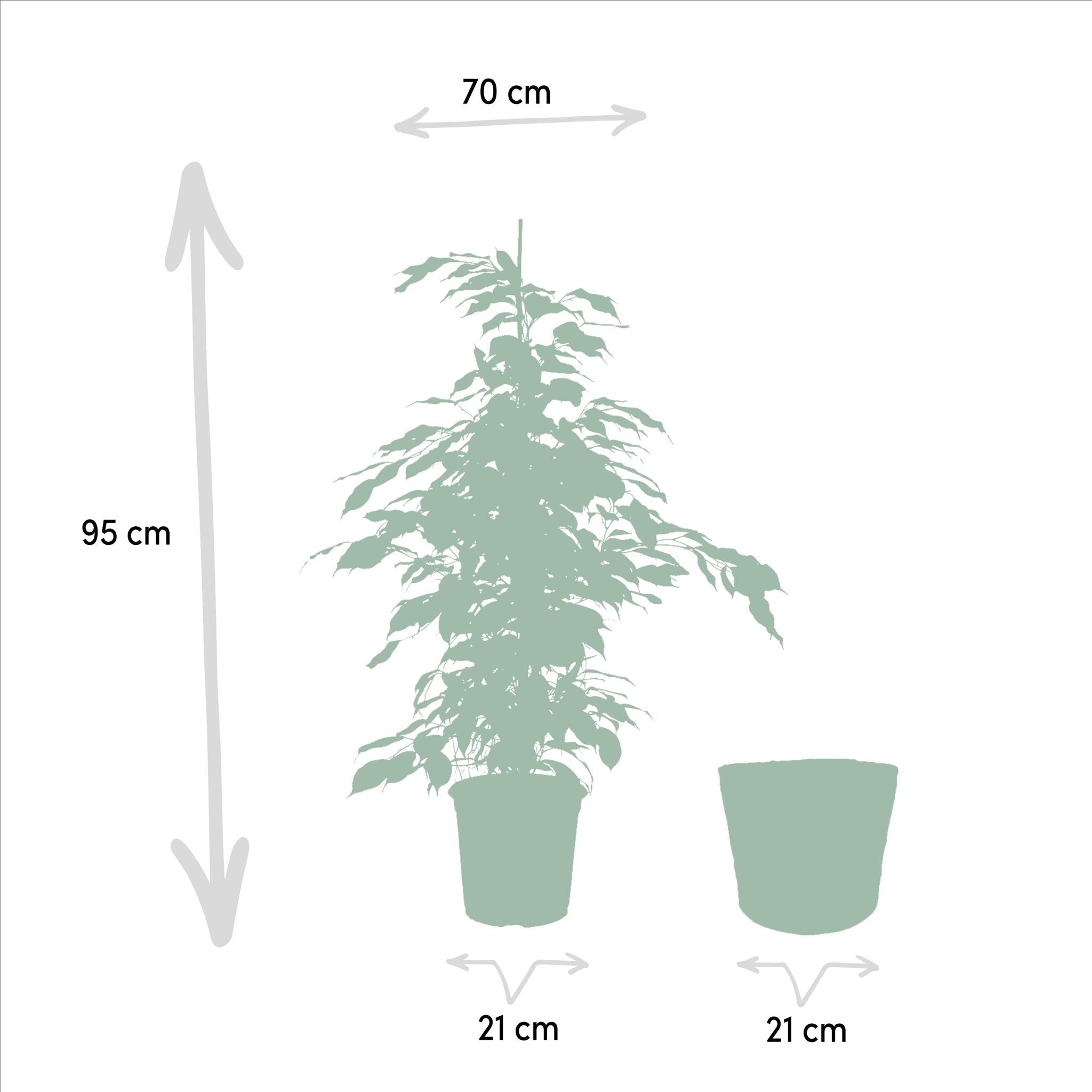 Birkenfeigen Mix - Ficus Benjamina Danielle - Ø21cm - ↕95cm + Ficus Benjamina Twilight - Ø21cm - ↕95cm + Ficus Microcarpa Moclame - Ø21cm - ↕95cm + Korb Selin