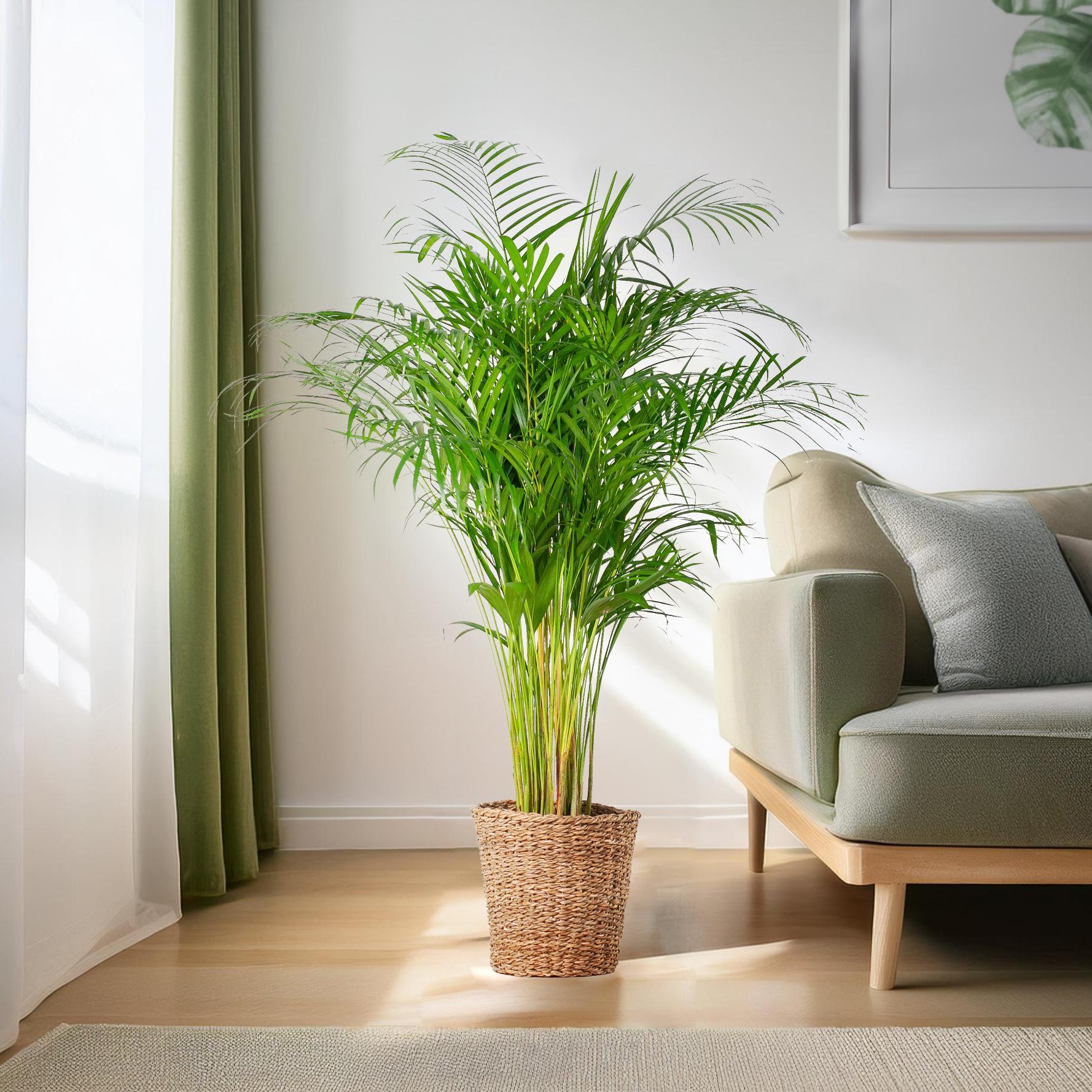 Arecapalme - Dypsis XL mit Korb Torun  - 120cm - Ø24