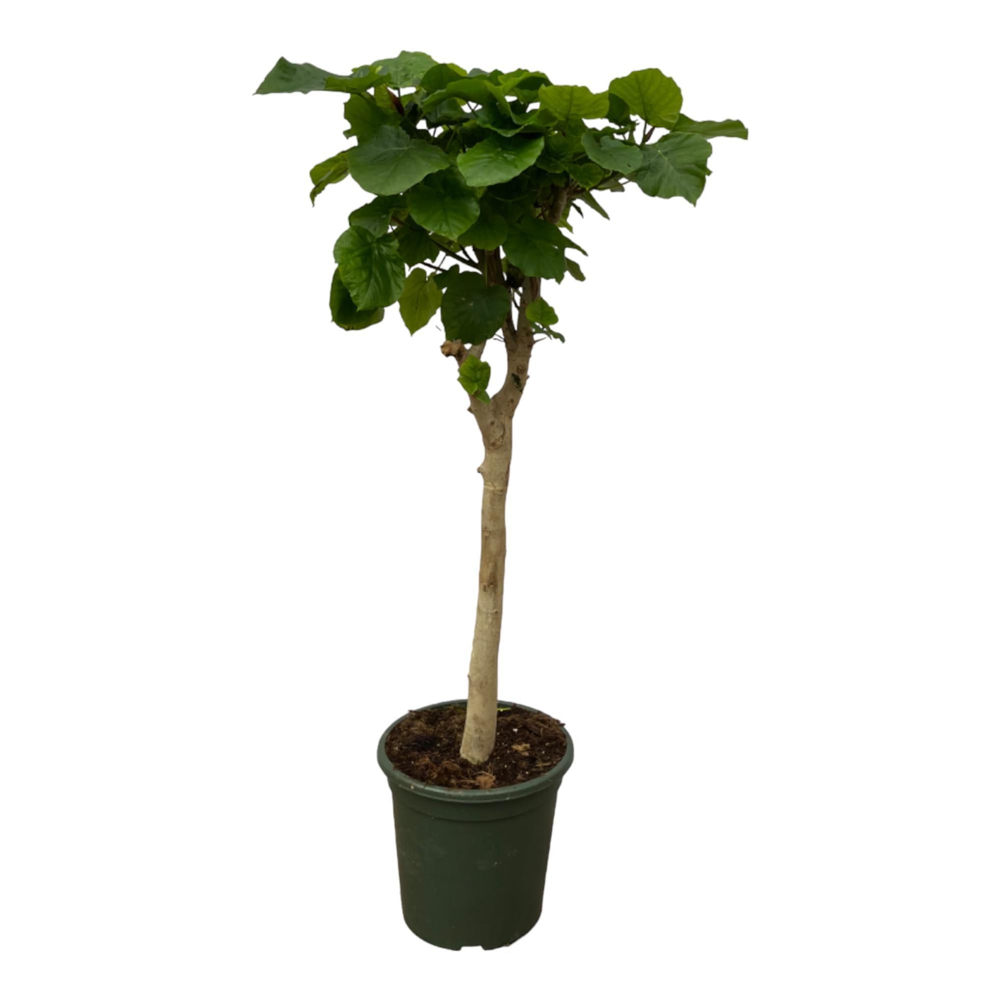 Maulbeerebaum Ficus Umbellata Baumm - 130 cm - Ø33cm