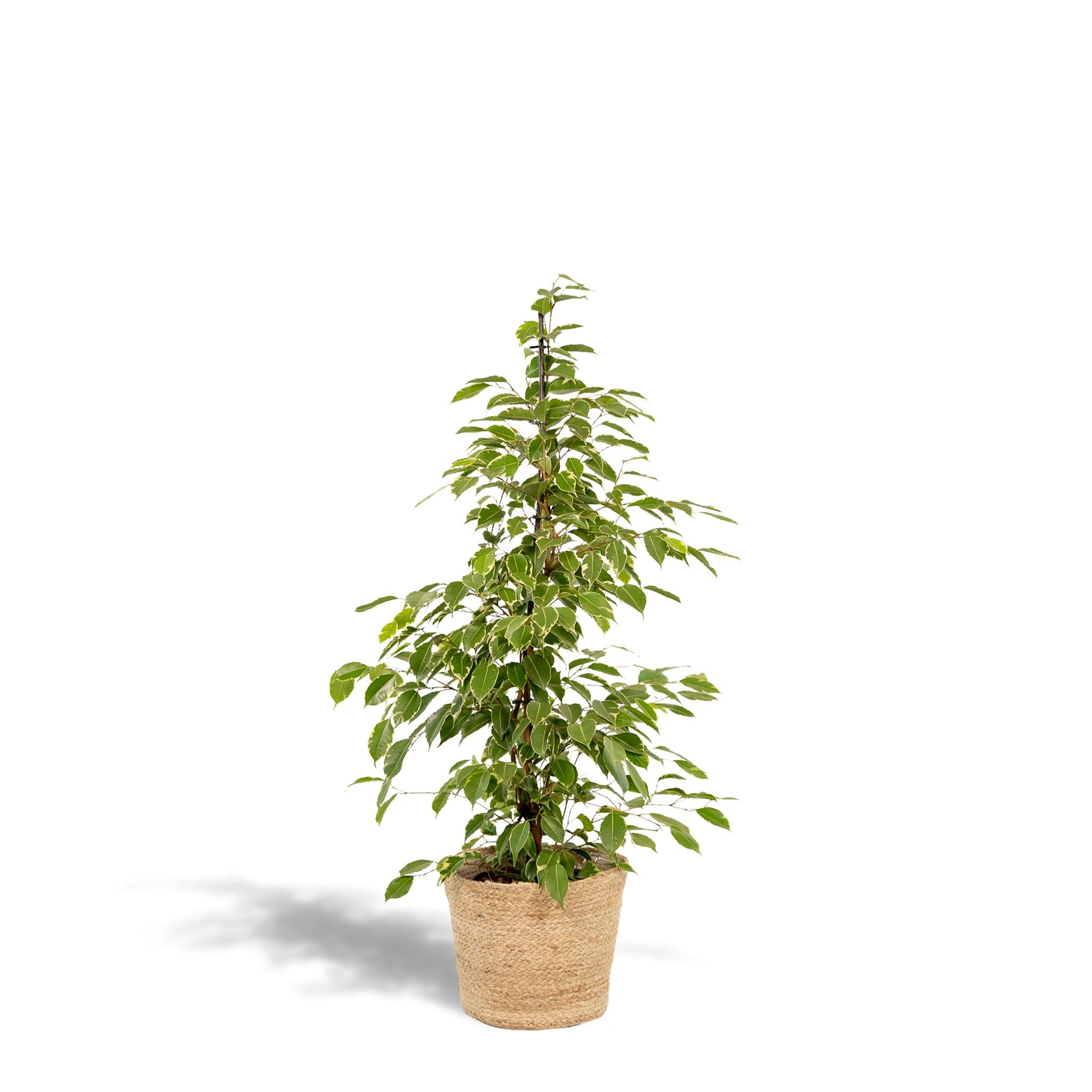 Birkenfeige - Ficus benjamina Goldenking - Ø21cm - ↕95cm + Korb Selin