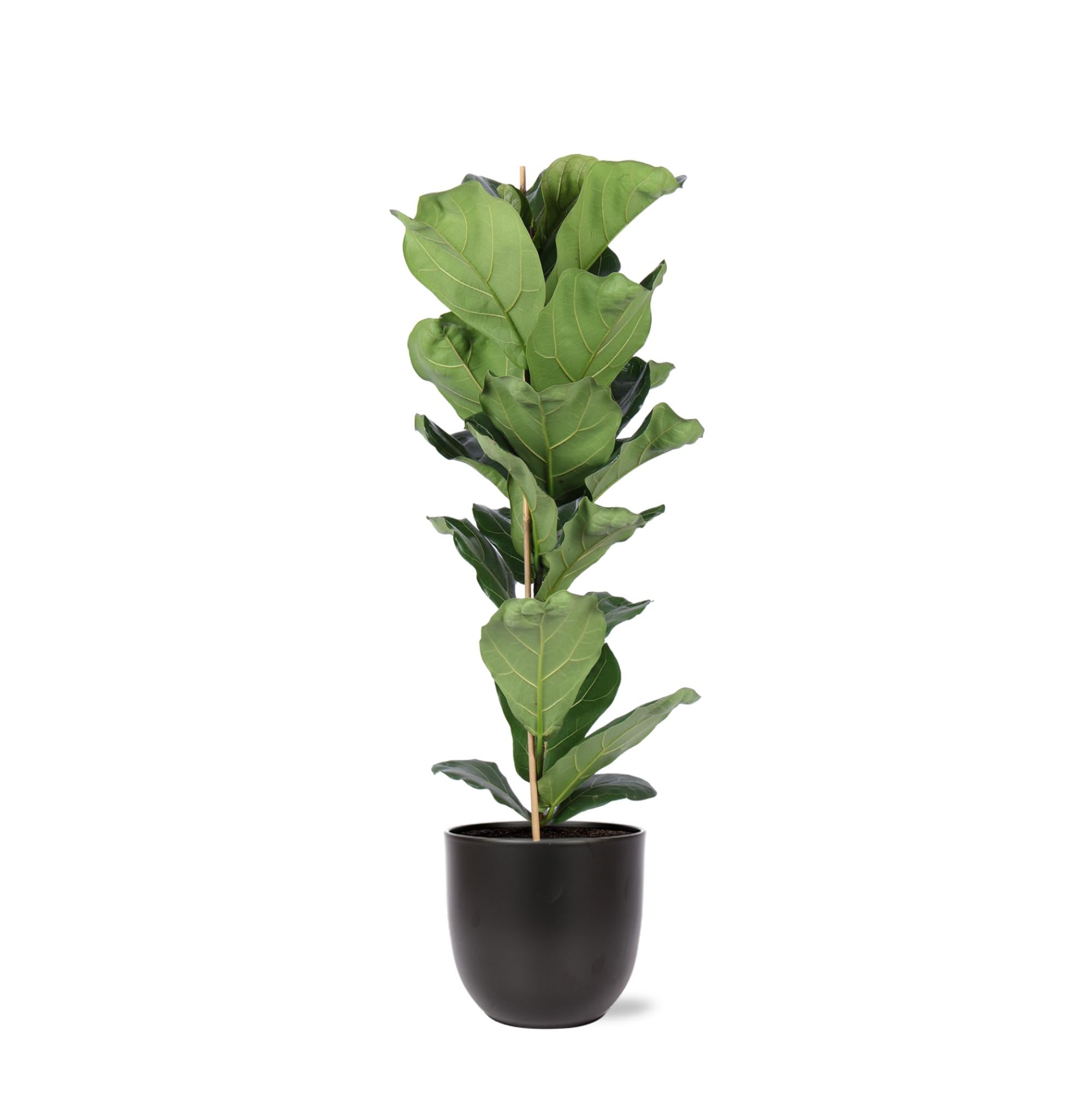 Geigenfeige - Ficus Lyrata - Ø21cm - ↕90cm in BOULE antraciet Topf