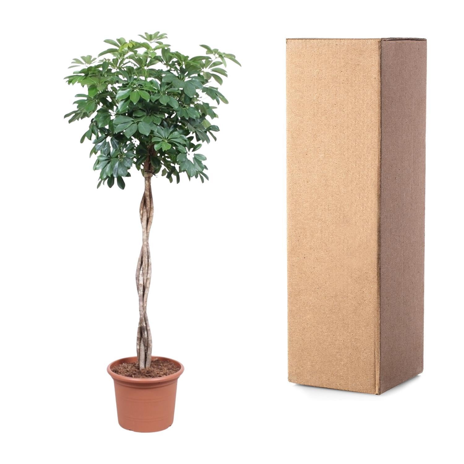 Schefflera Arboricola Compacta geweven steel - 190 cm - ø40