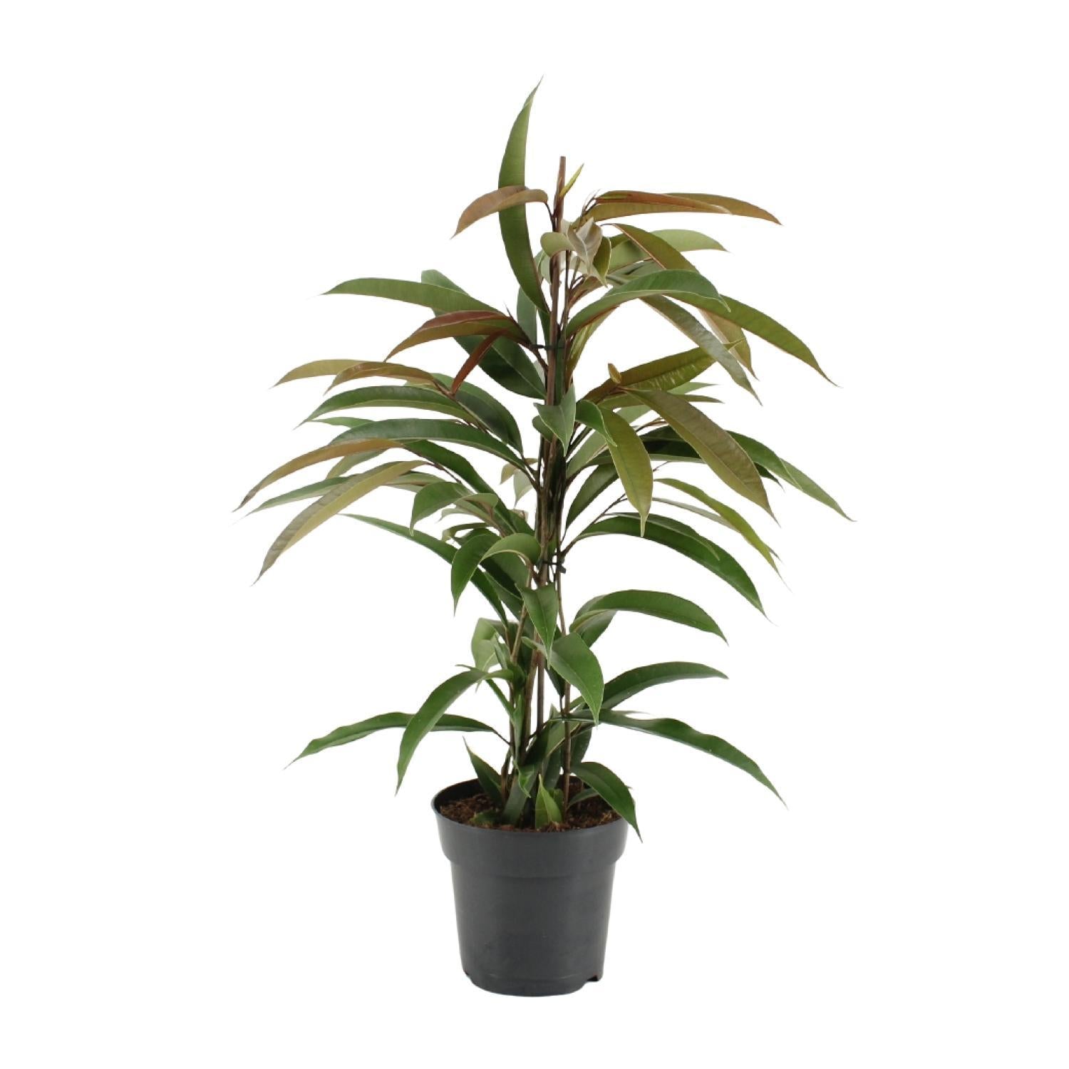 Schmalblättriger Gummibaum - Ficus Binnendijkii Amstel King - Ø17cm - ↕70cm