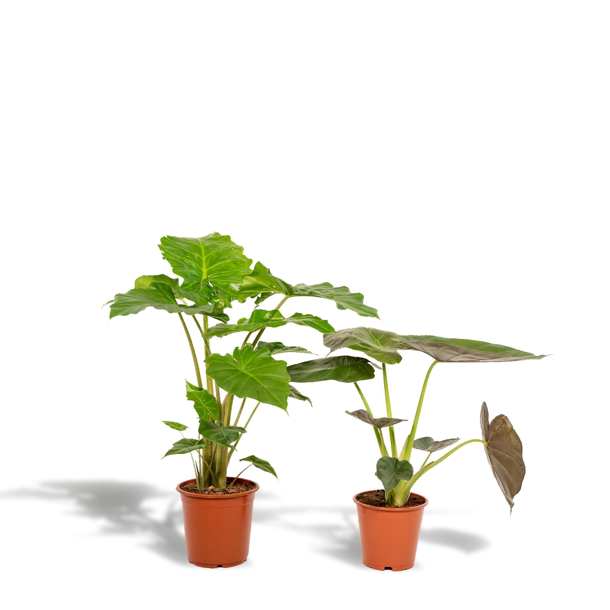 Elefantenohr Mix - Alocasia Wentii - Ø19cm - ↕60cm + Alocasia Portodora - Ø21cm - ↕75cm