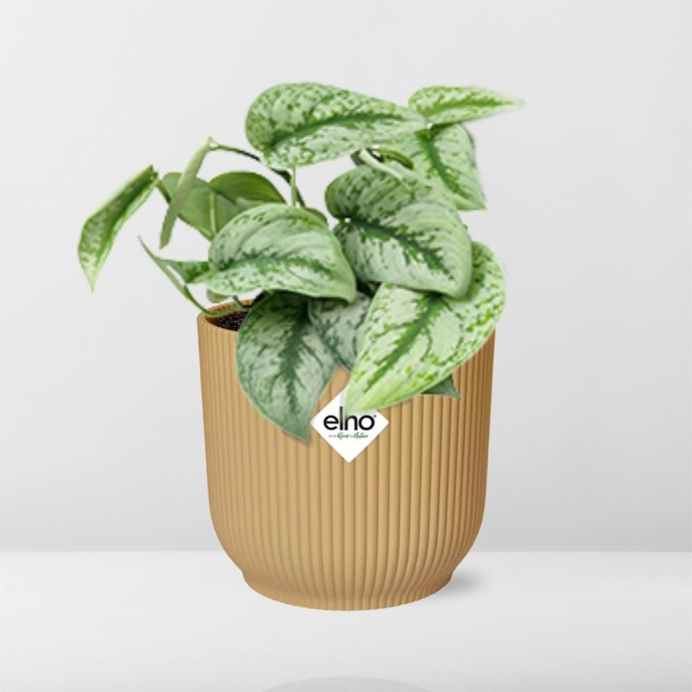 Efeutute - Scindapsus Pictus ‘Trebie’ in ELHO Vibes Fold 14cm geel Topf gelb