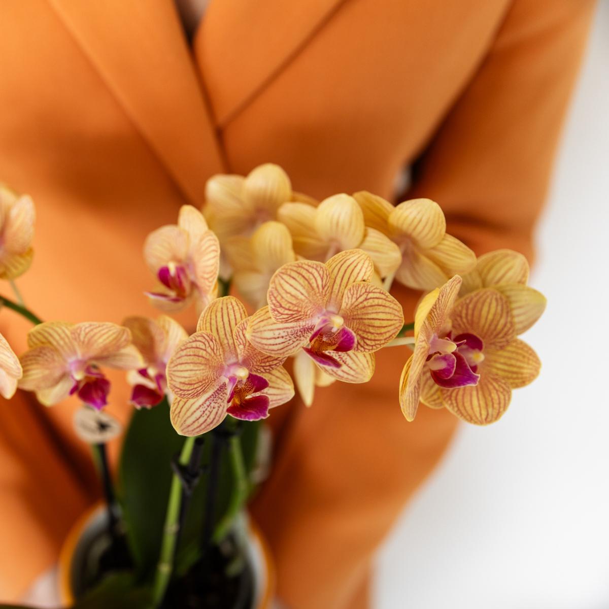 Orchidee Orange Phalaenopsis Orchidee - Bolzano + Painted Stripe Topf Orange - Topfgröße Ø9cm | Blühende Zimmerpflanze - Frisch vom Züchter