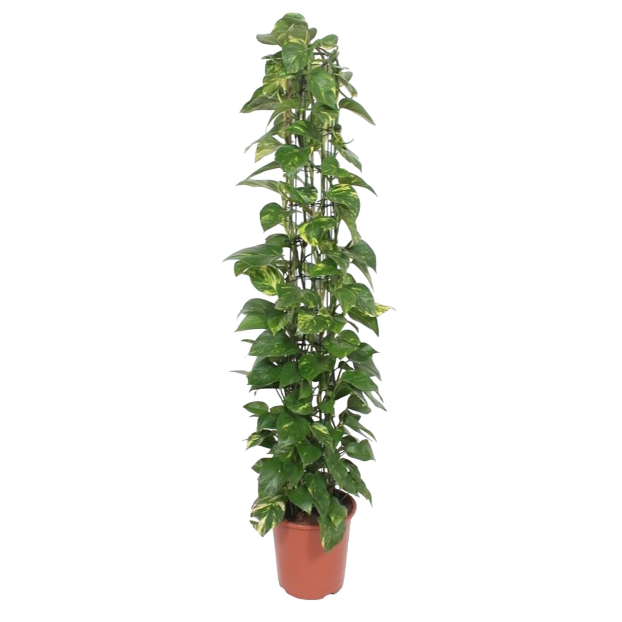 Efeutute - Epipremnum Aureum - mit Gittergestell - 160 cm - ø27