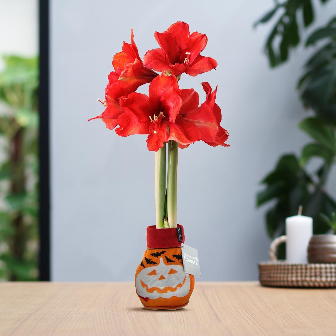 No Water Flowers® (wax amaryllis) | Fashionz Halloween - Orange + Red flower