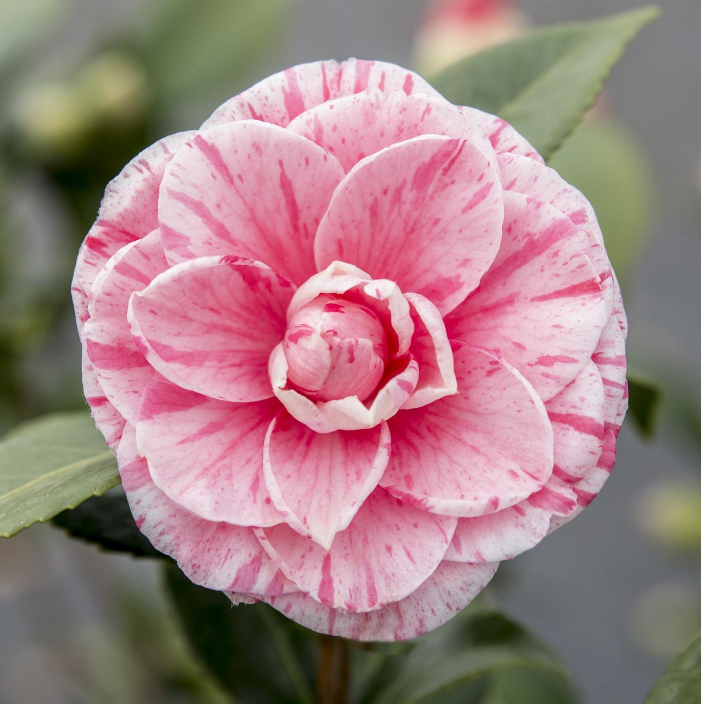 Japanische Kamellie Bonomiana rosa - Camellia japonica Bonomiana - Ø19 - ↨65cm