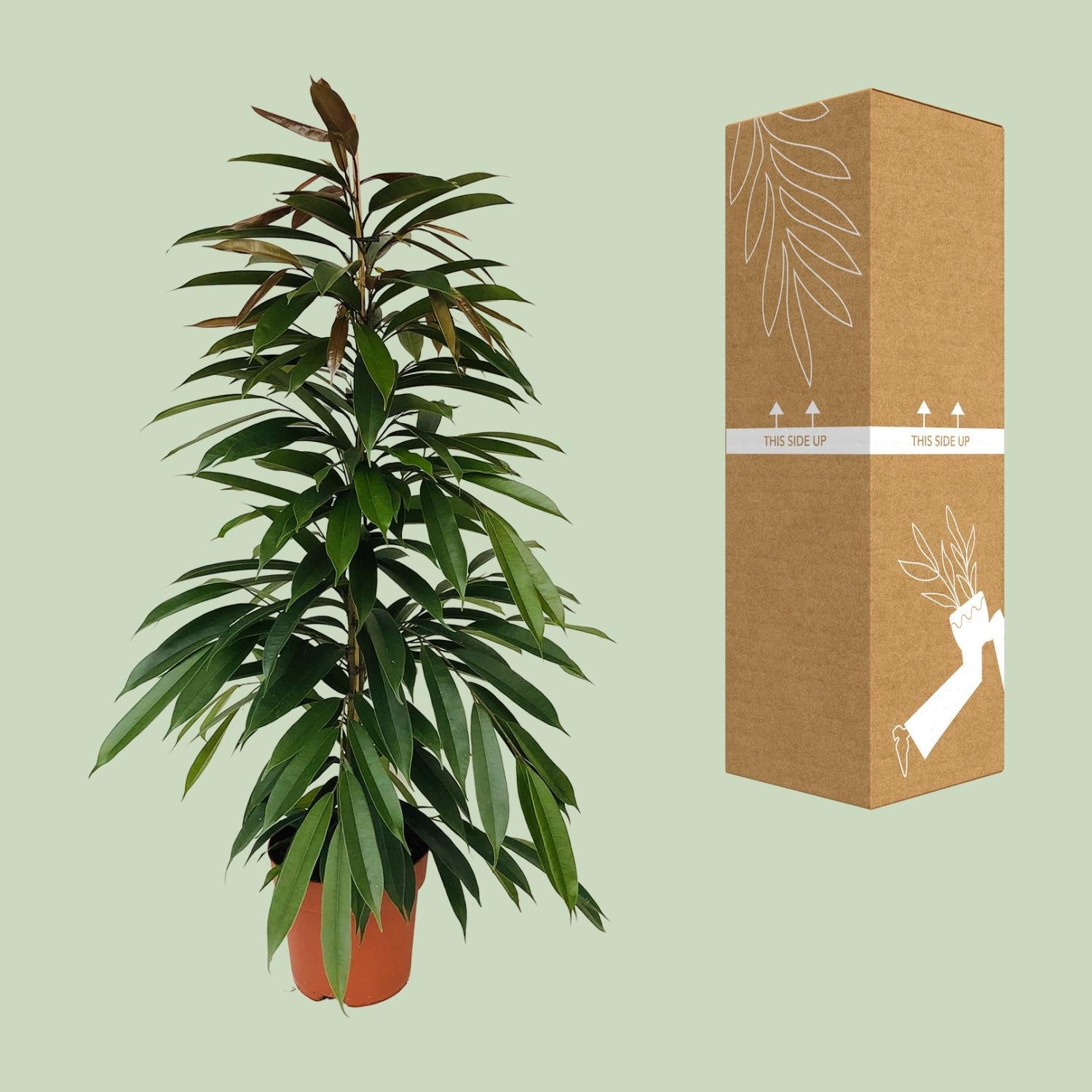 Gummibaum Ficus Binnendijkii Amstel King Ø21cm - ↕95cm