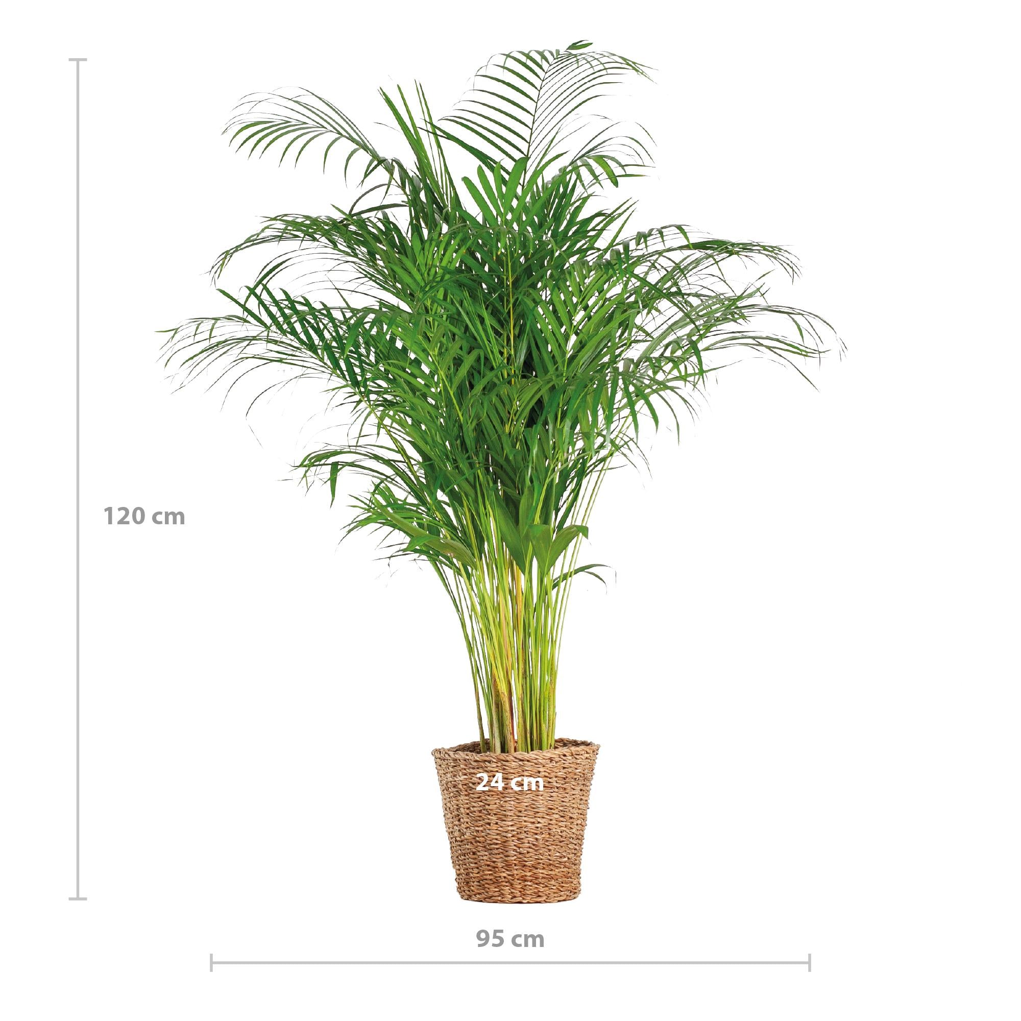 Arecapalme - Dypsis XL mit Korb Torun  - 120cm - Ø24