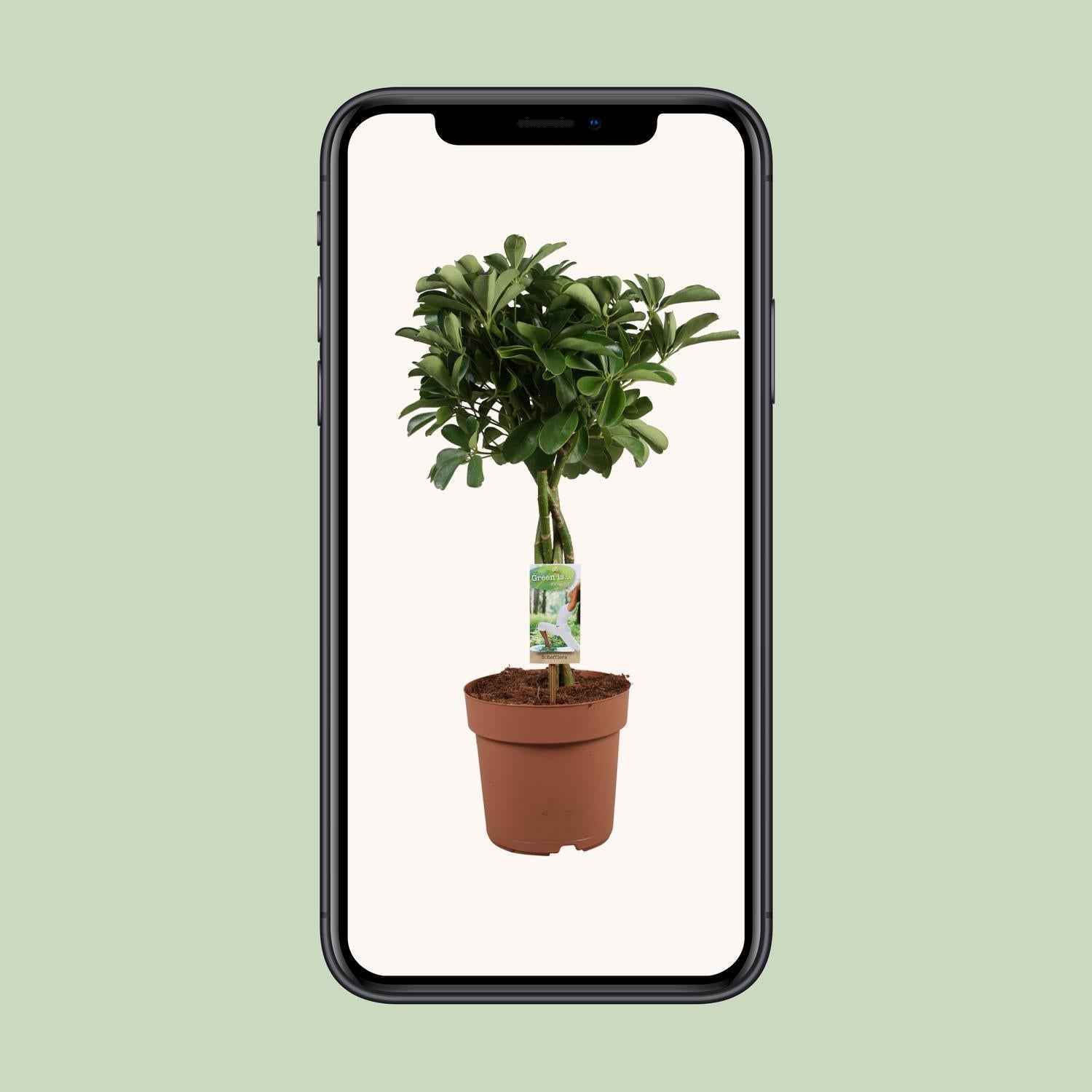 Schefflera Arboricola Nora - Ø21cm - ↕80cm