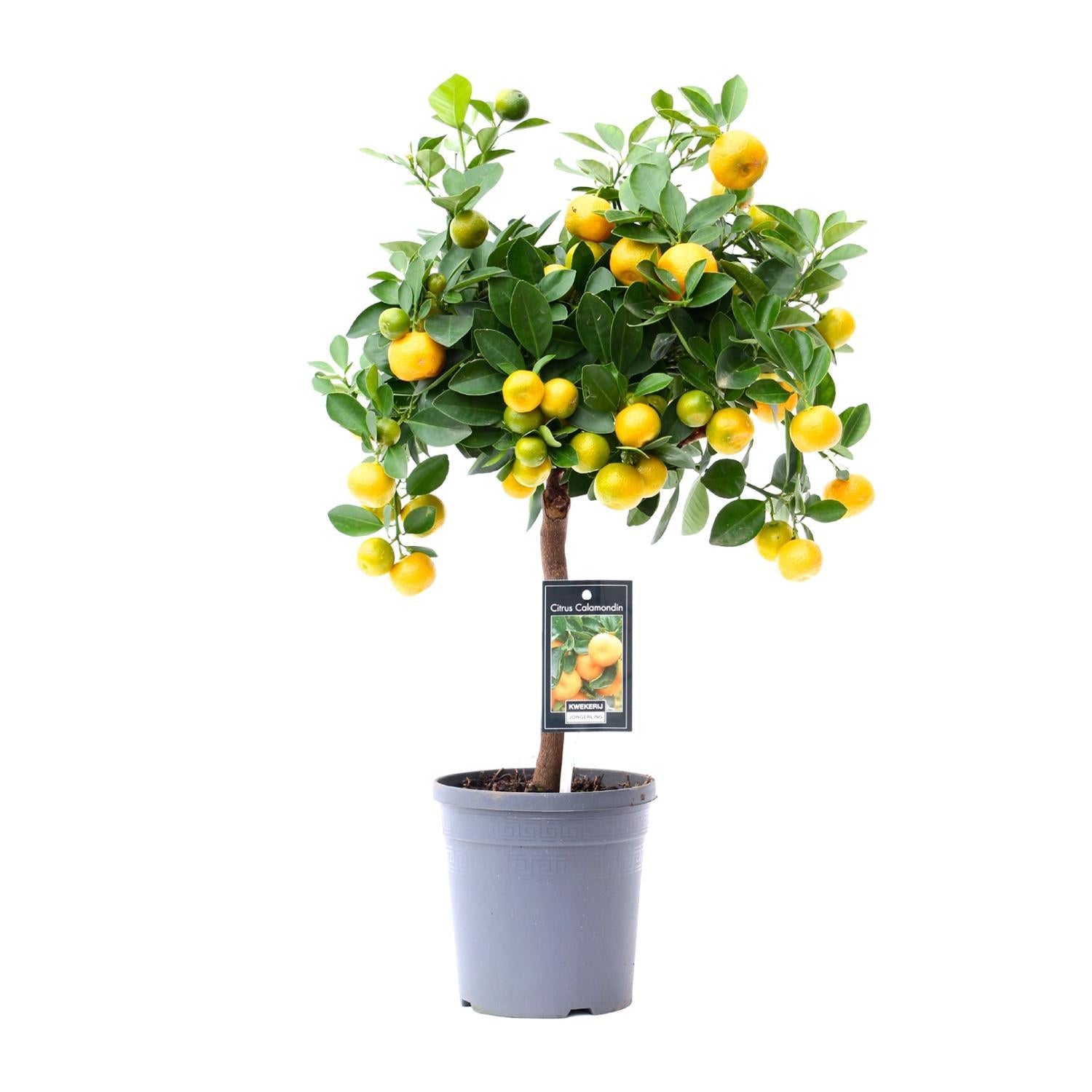 Orangenbaum Mini -Citrus Calamondin Orange- Ø15cm - ↕45cm