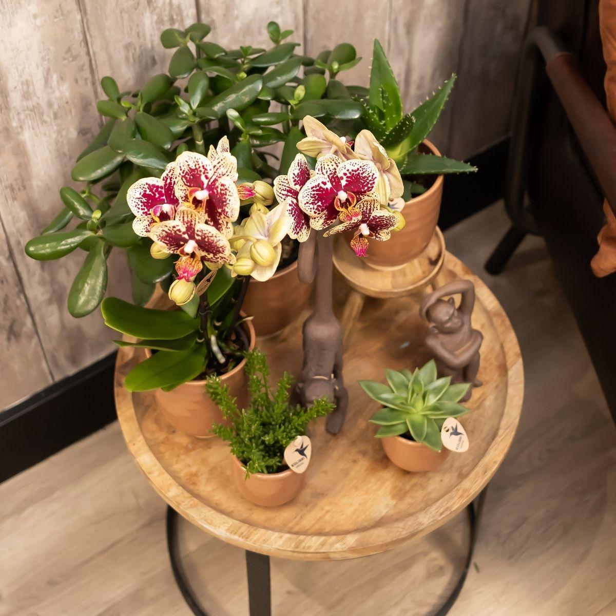 Kolibrie-orchideeën | Geelrode Phalaenopsis orchidee - Spanje + Cognac geglazuurde sierpot - potmaat Ø9cm - 40 cm hoog | Bloeiende kamerplant - vers van de veredelaar