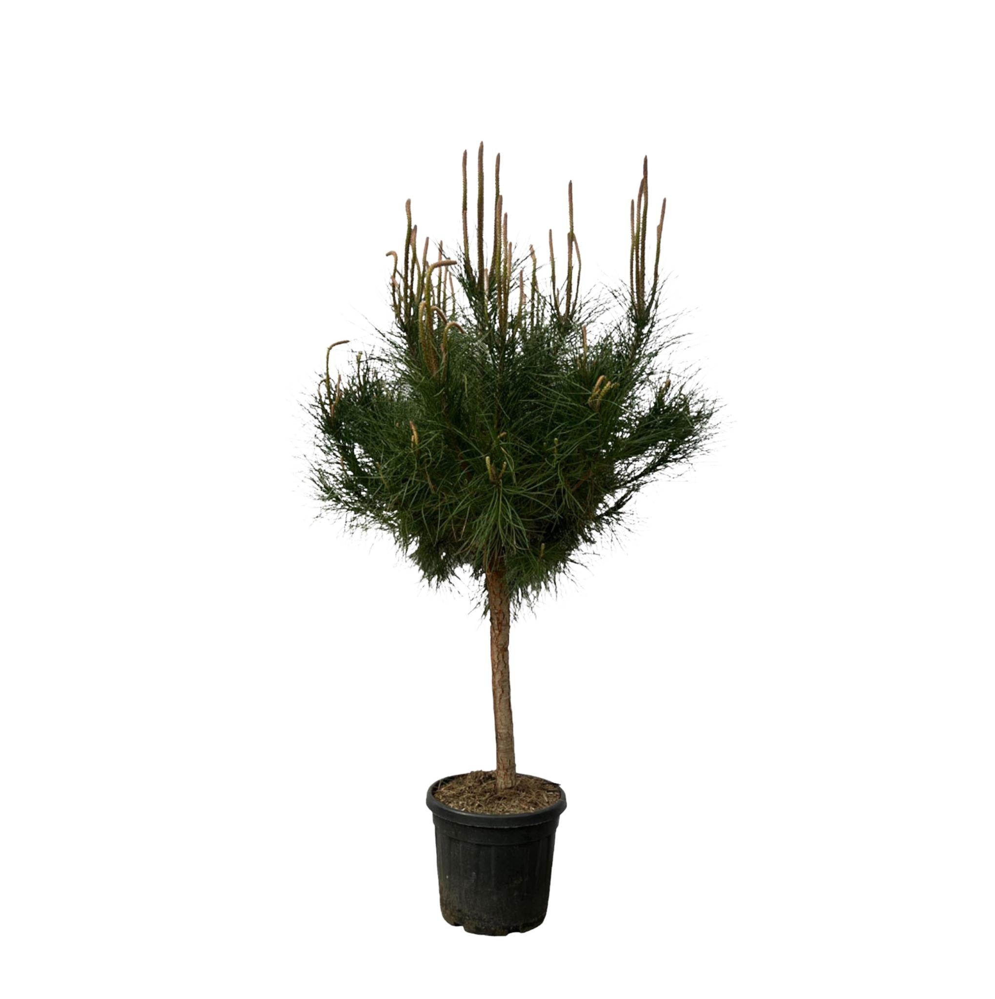 Pinus Pinea - 180cm - Ø40cm