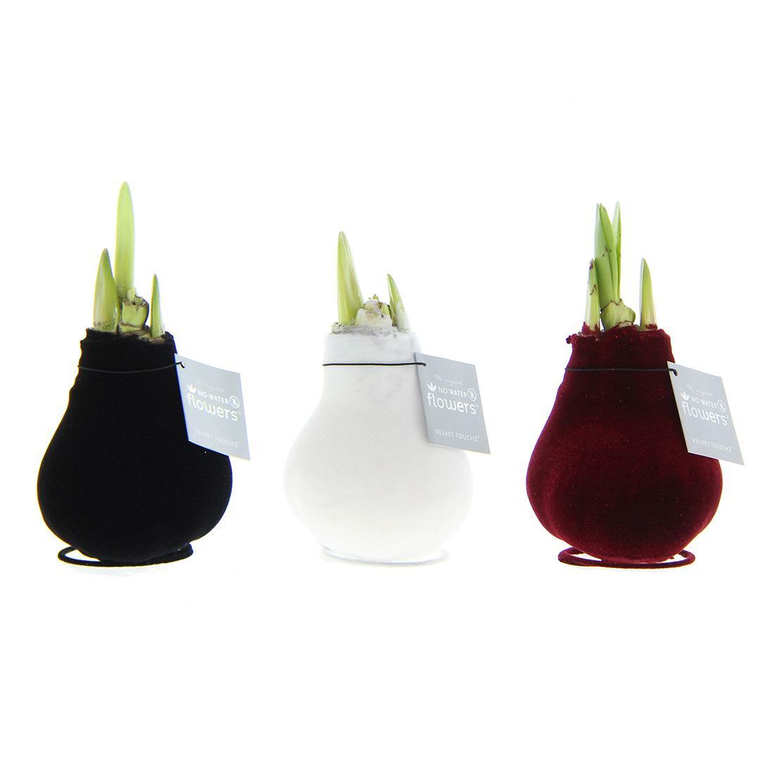 No Water Flowers® (wax amaryllis) | Velvet Touchz® Classic Mix (3 pack) + Red & White flower