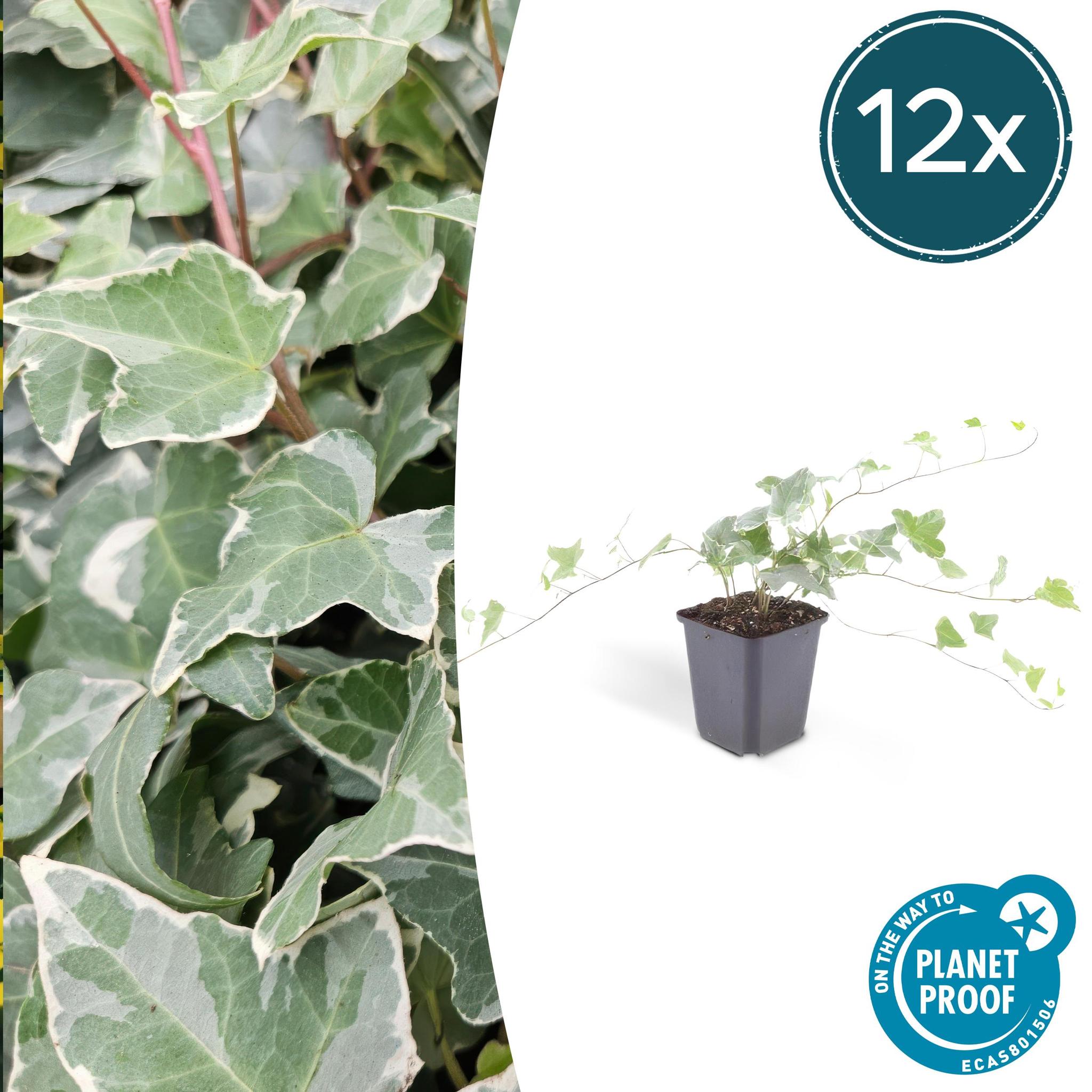 Efeu Glacier - Hedera Helix 'Glacier' - ↕25cm - Ø9cm - 6x - 12 Stück