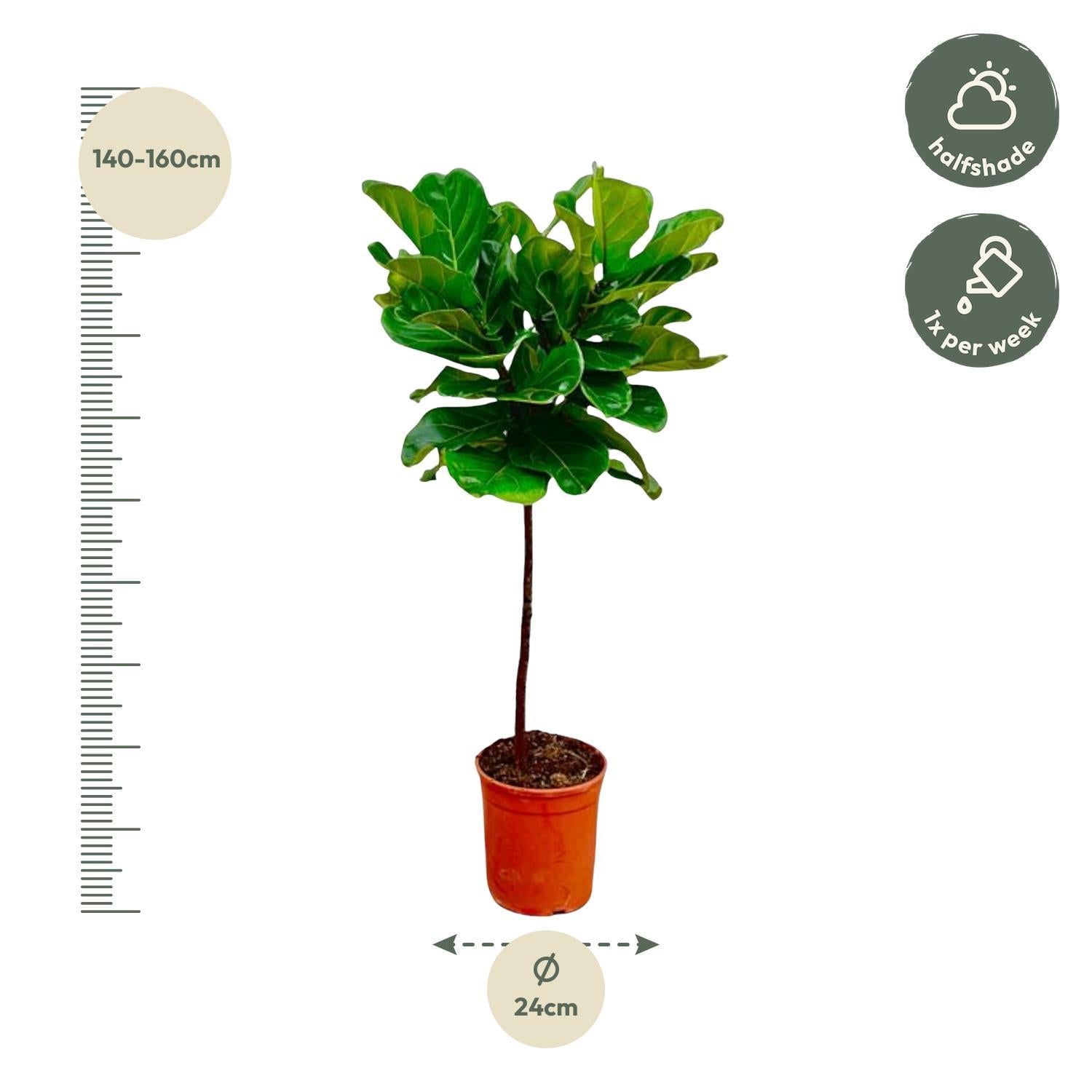 Ficus Lyrata stengel - 130 cm - ø24