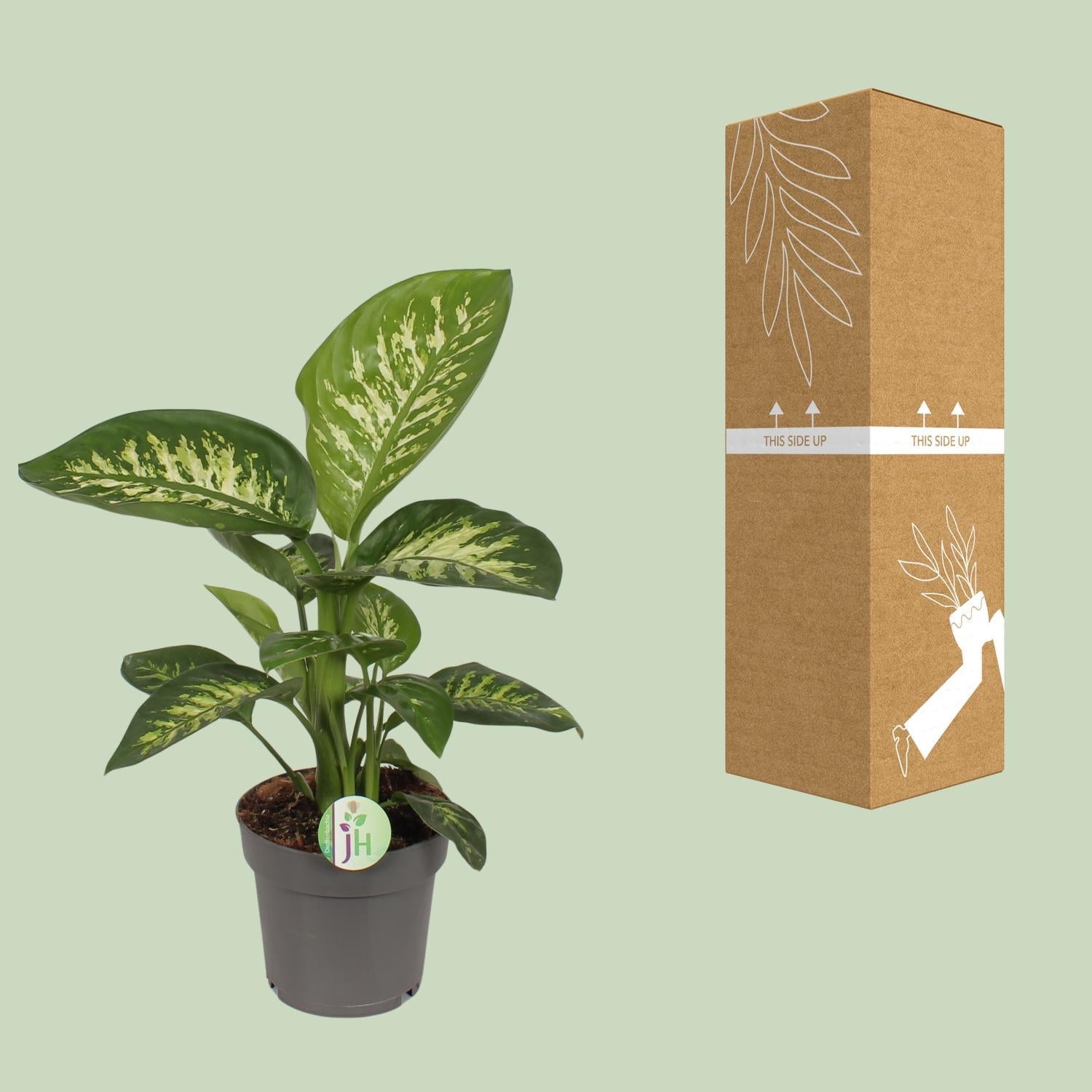 Dieffenbachia Reeva - Ø17cm - ↕50cm