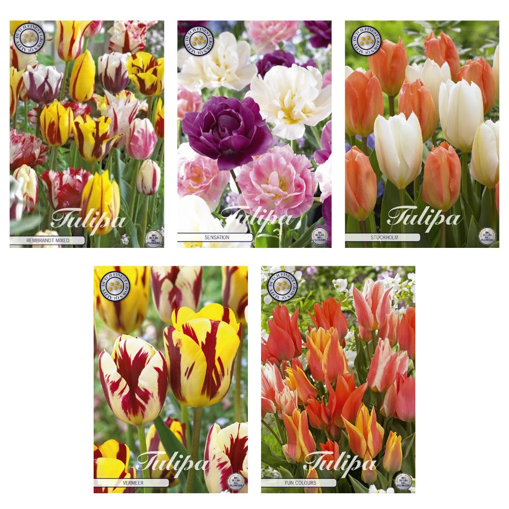 Tulpen Mix - Tulipa Blumenzwiebeln Mix (7) - 5 Spezies - 50 Blumenzwiebeln