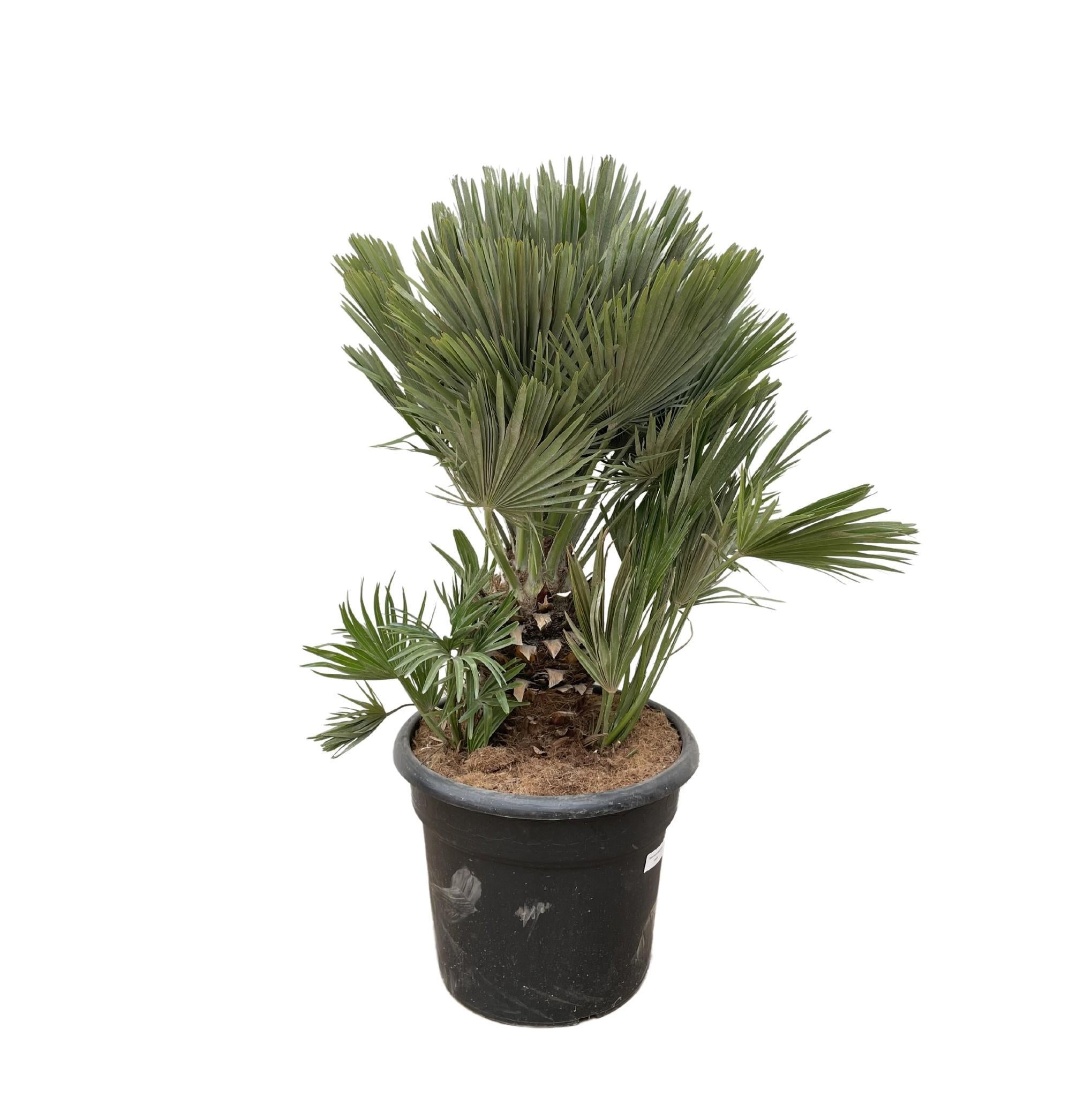 Zwergpalme auch Europäische Zwergpalme - Chamaerops Humilis compact - 100cm - ø45