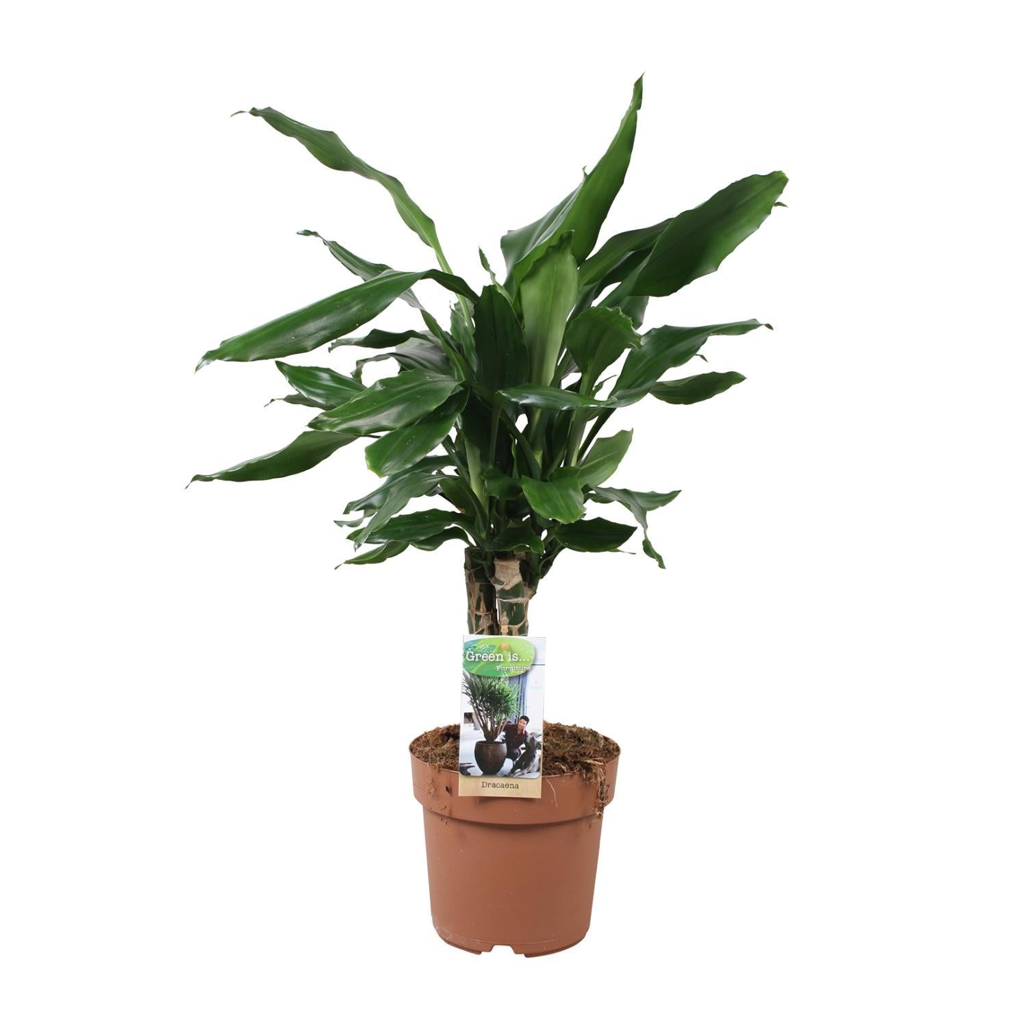 Drachenbaum - Dracaena Fagrans Steudneri Green - Ø17cm - ↕55cm