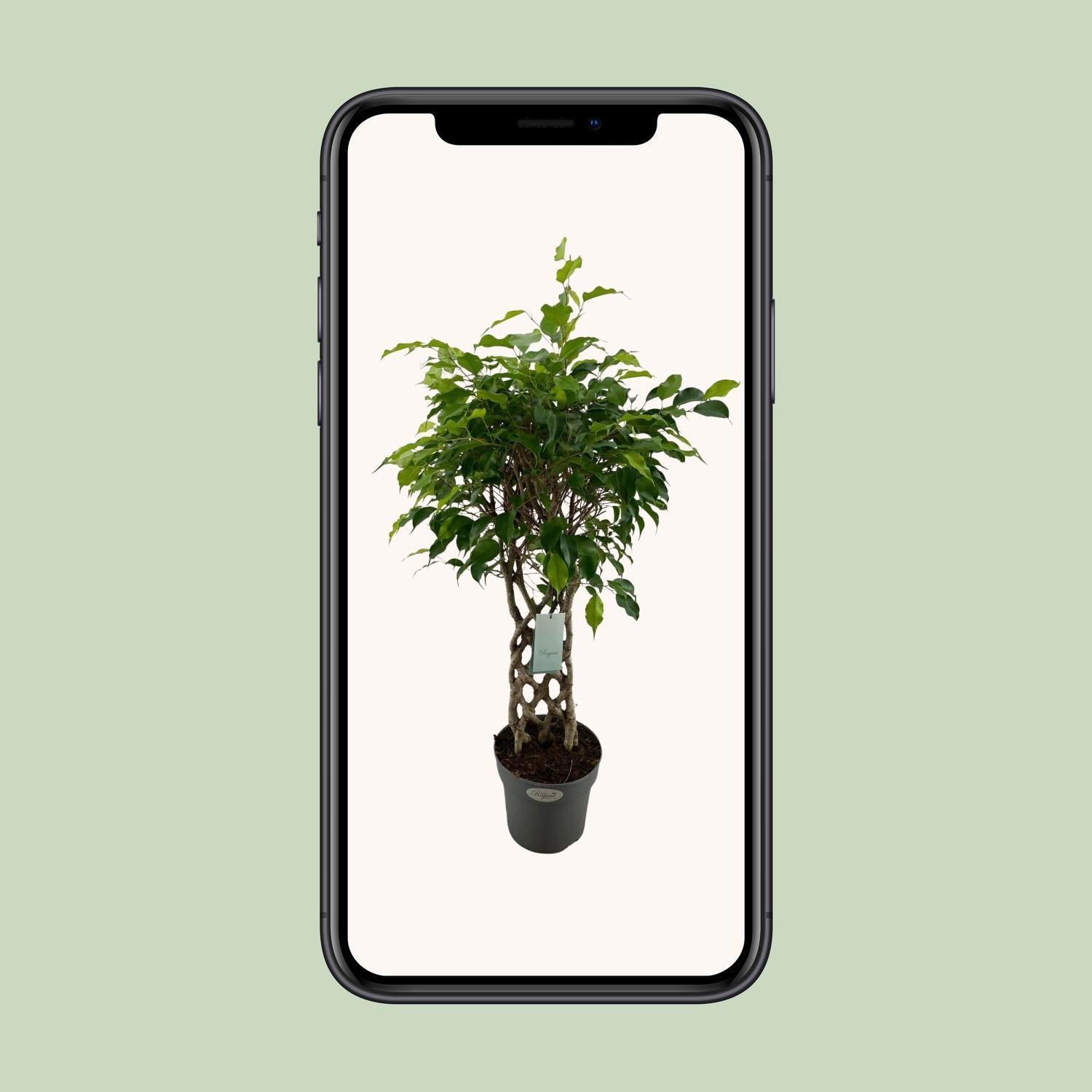 Birkenfeige - Ficus Benjamina Exotica - Ø24cm - ↕100cm