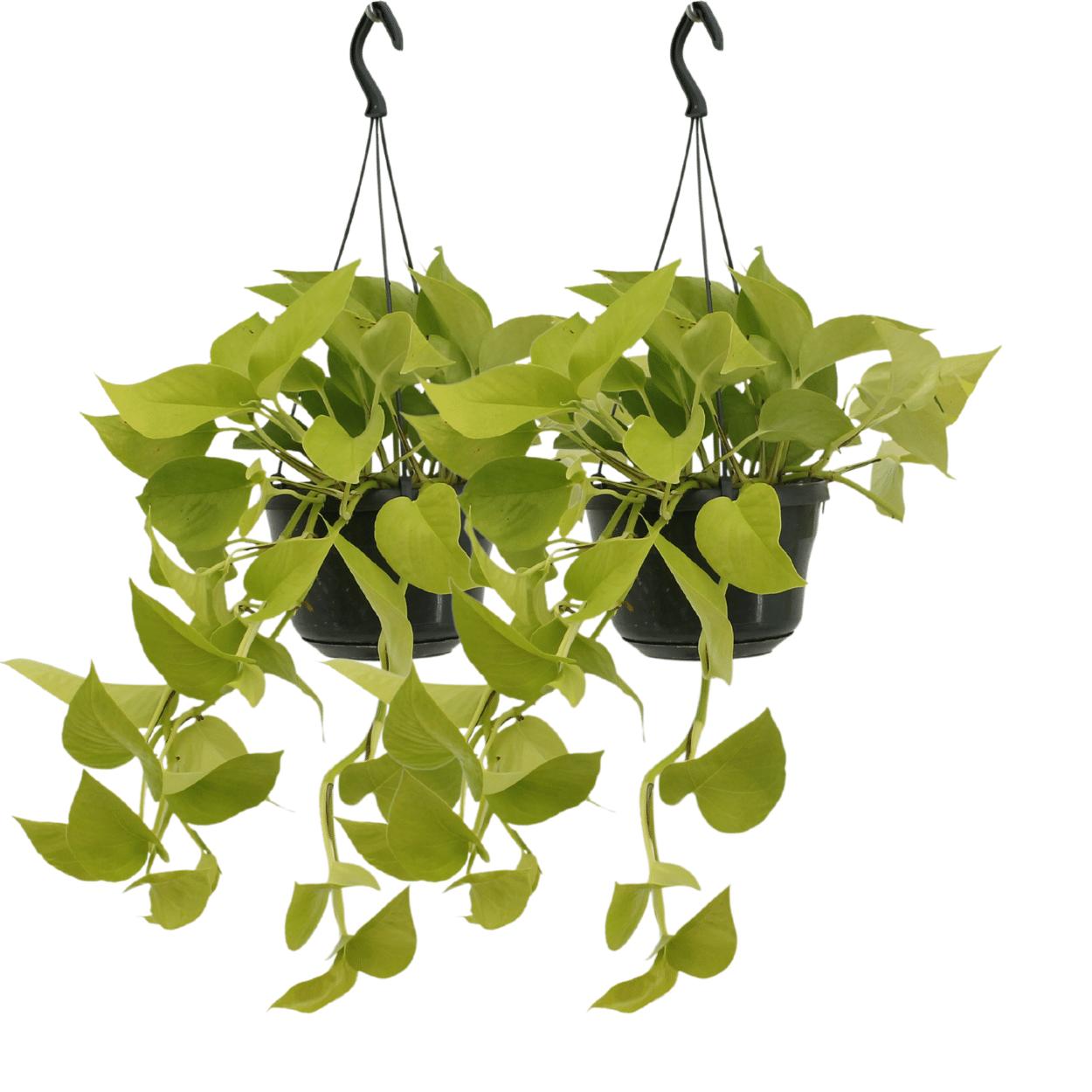 Epipremnum Gouden Pothos (Scindapsus) - 2 stuks - Ø15cm - ↕25cm