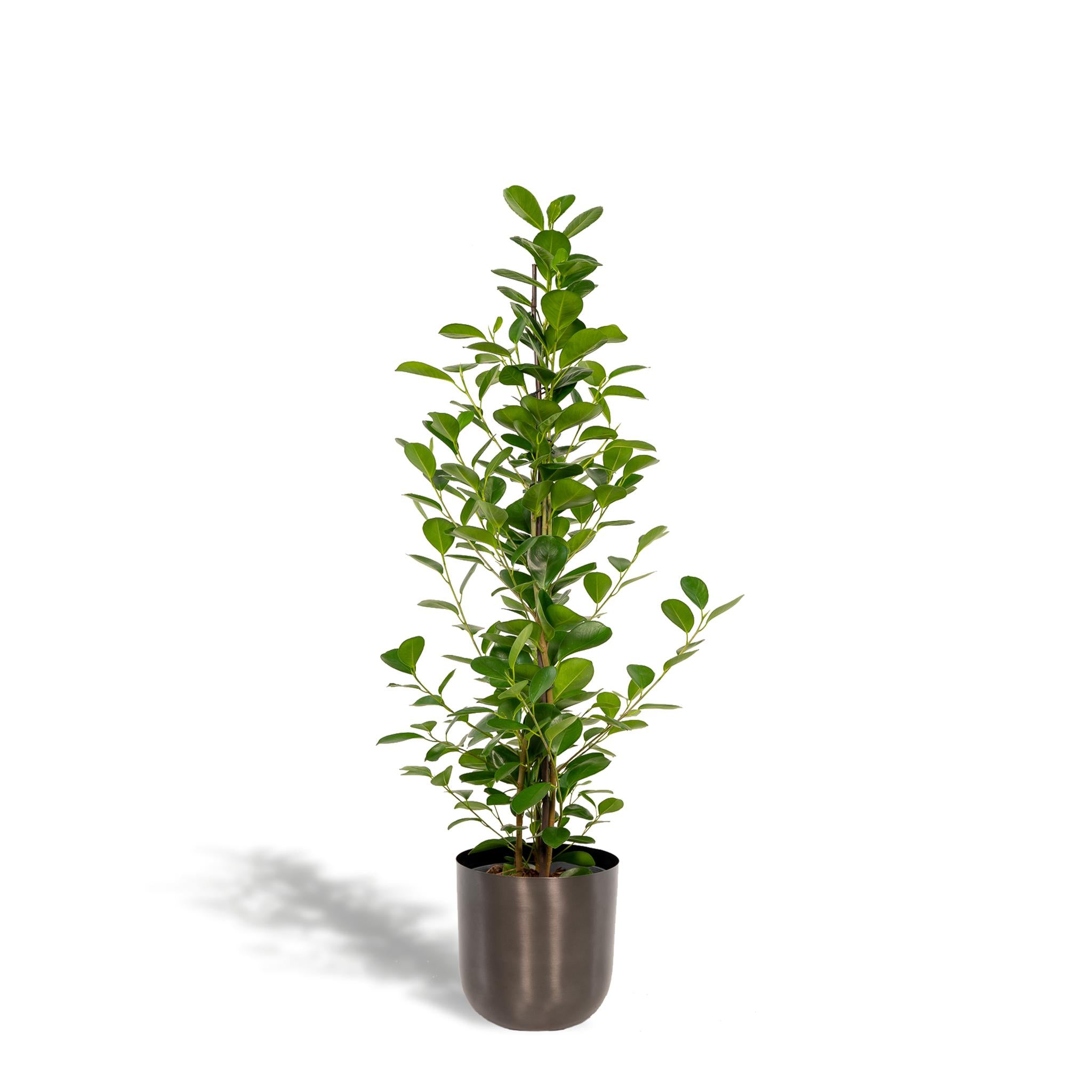 Ficus microcarpa Moclame - Ø21cm - ↕95cm + pot Mayk Lead