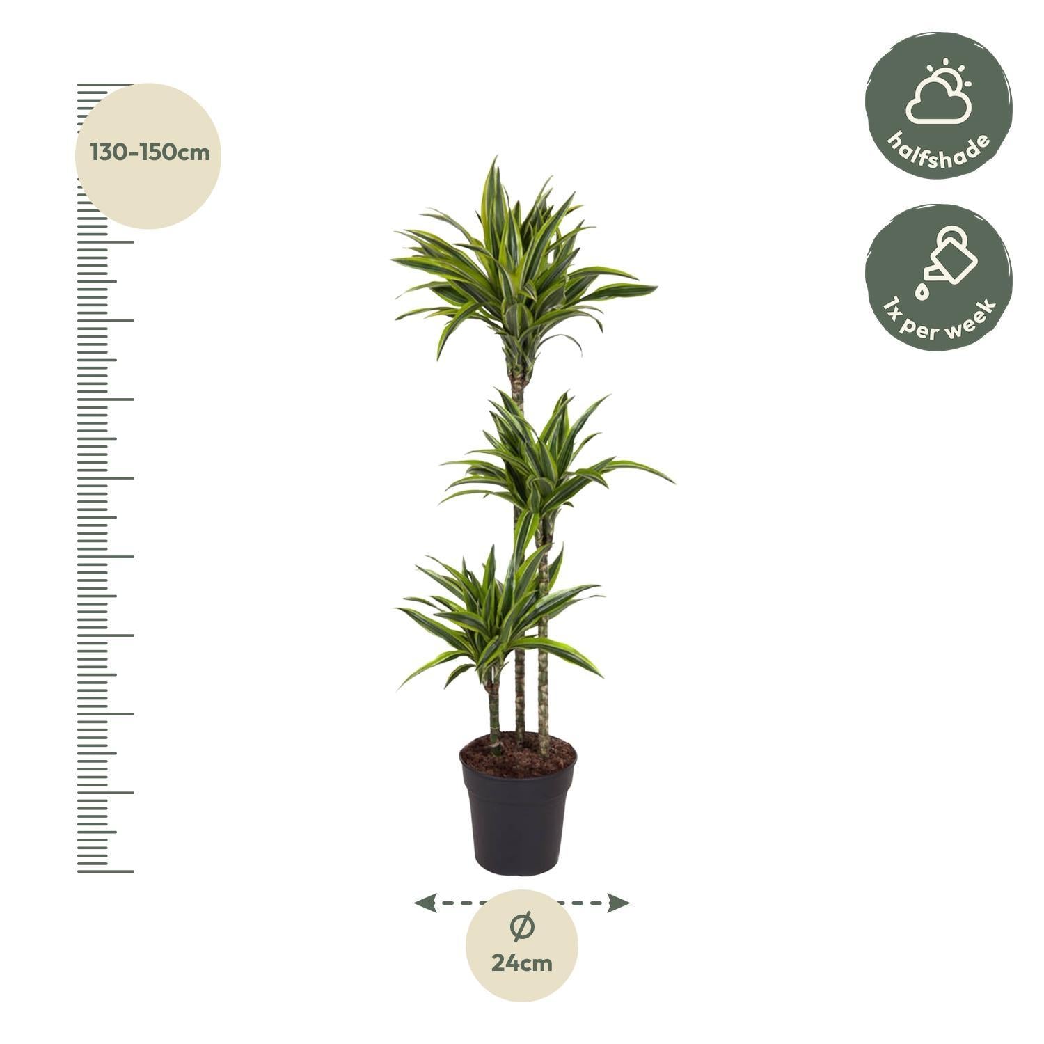 Dracaena Citroen Limoen - 140 cm - ø24