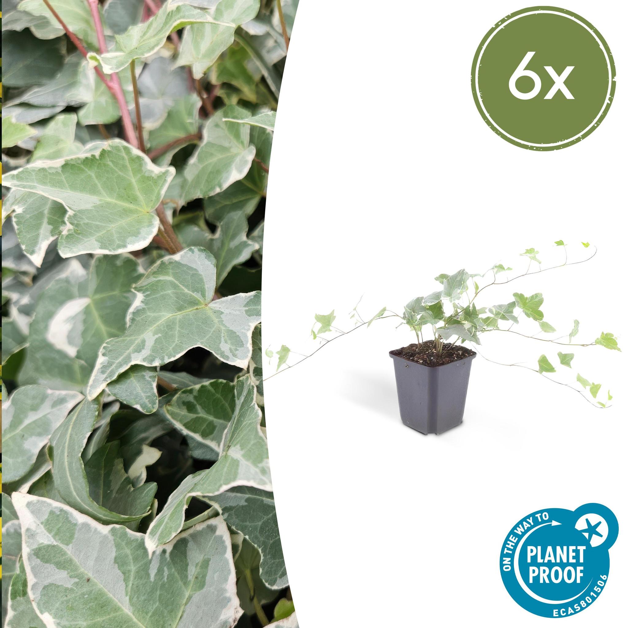 Efeu Glacier - Hedera Helix 'Glacier' - ↕25cm - Ø9cm - 6x - 6 Stück