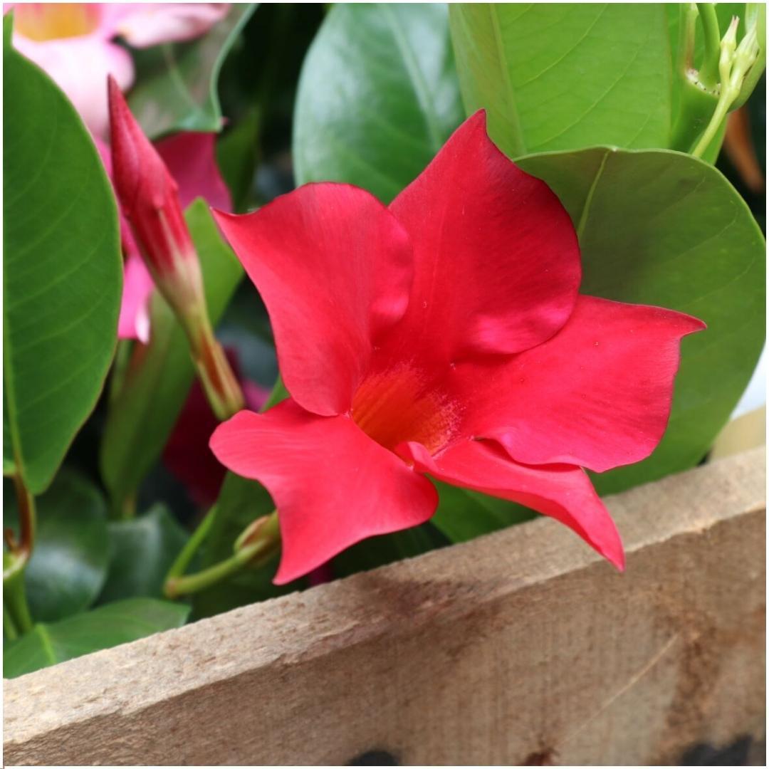 Dipladenia Red - Mandevilla Red Ø12 cm - ↕25 cm   6 stück