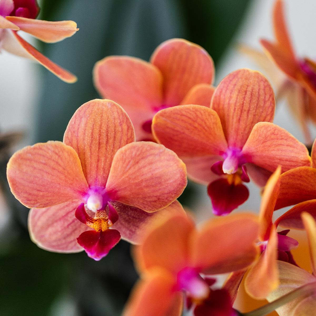 Orchidee Geschenkset Ungezähmte Natur | Pflanzenset mit roter Phalaenopsis Orchidee und Sukkulenten inkl. Keramik Ziertöpfe