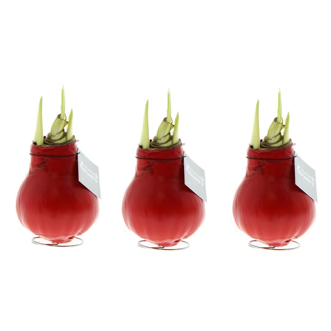 No Water Flowers® (wax amaryllis) | Waxz® Colours Red (3 pack) + Red flower