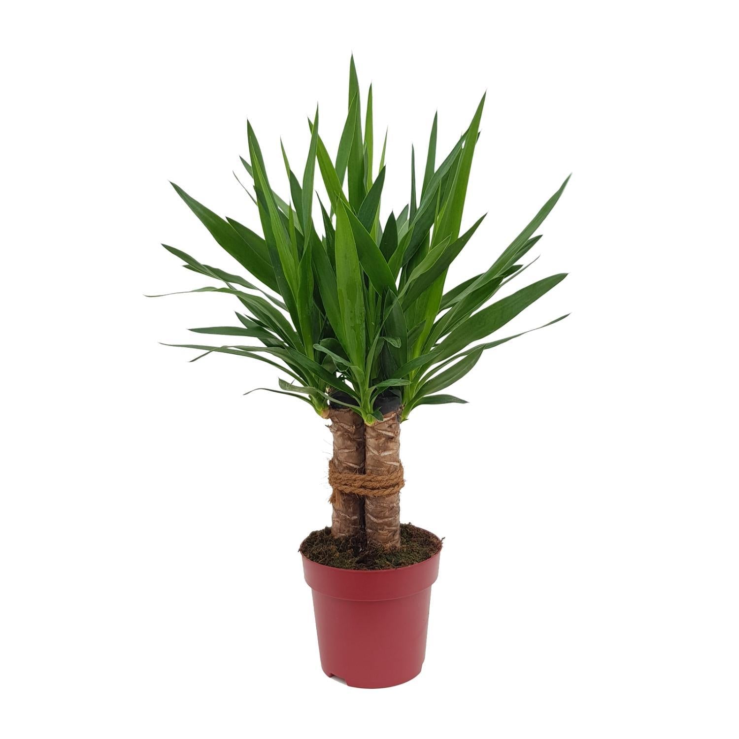 Yucca "Tres Cañas" 30 stam P19 - Ø19cm - ↕70cm