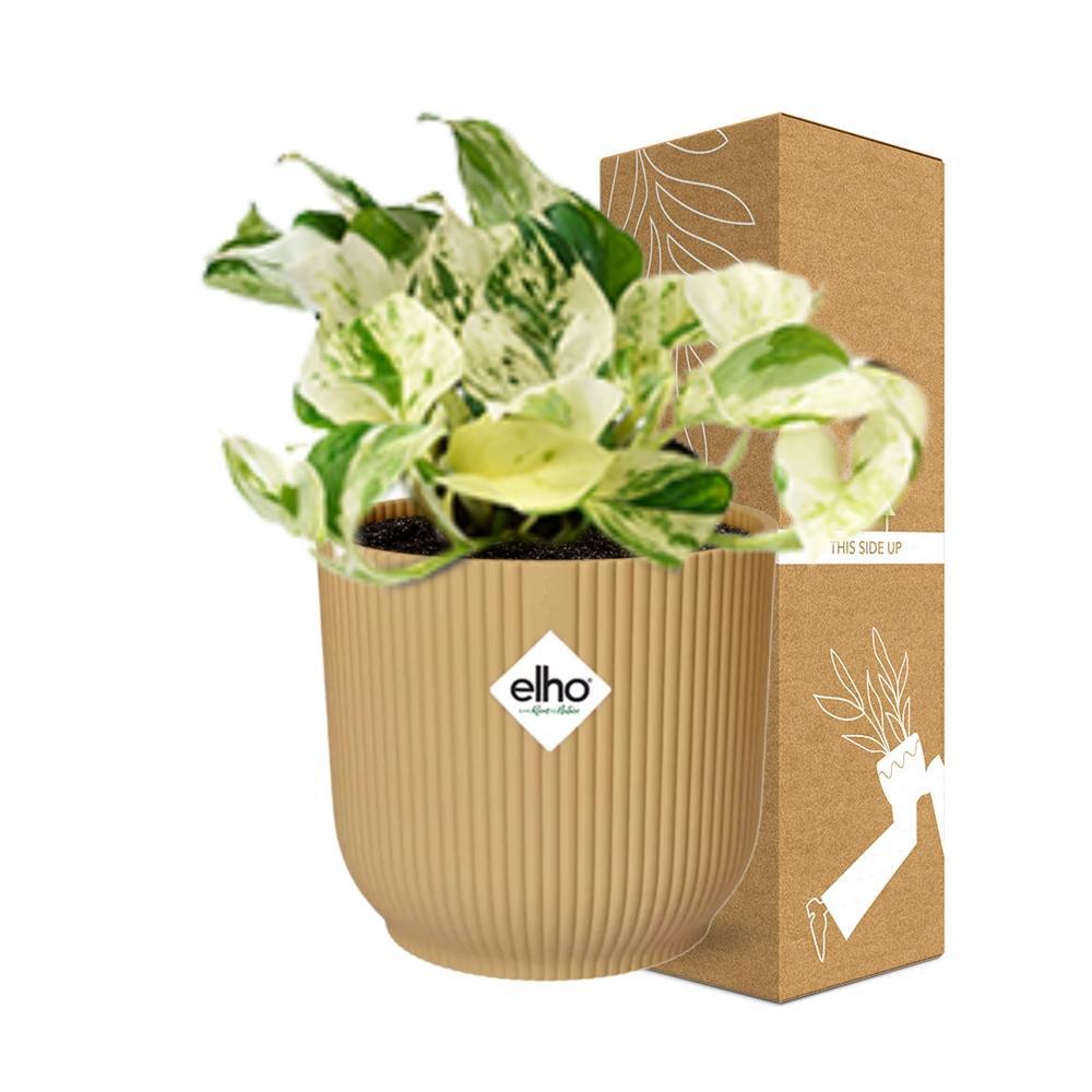 Efeutute - Epipremnum Pinnatum Happy Leaf in ELHO Vibes Fold 14cm geel Topf gelb