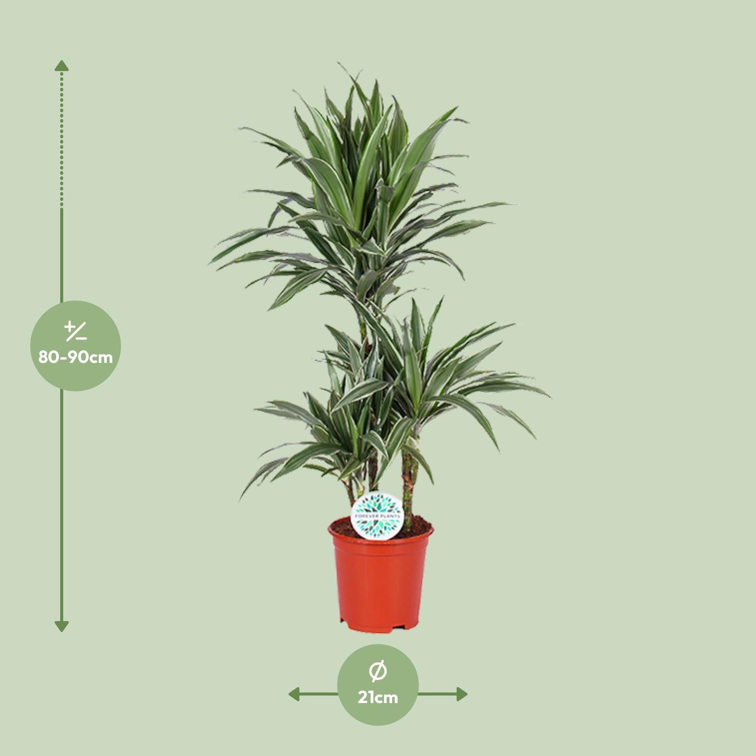 Drachenbaum Warneckei - Dracaena Warneckei - Ø21cm - ↕90cm