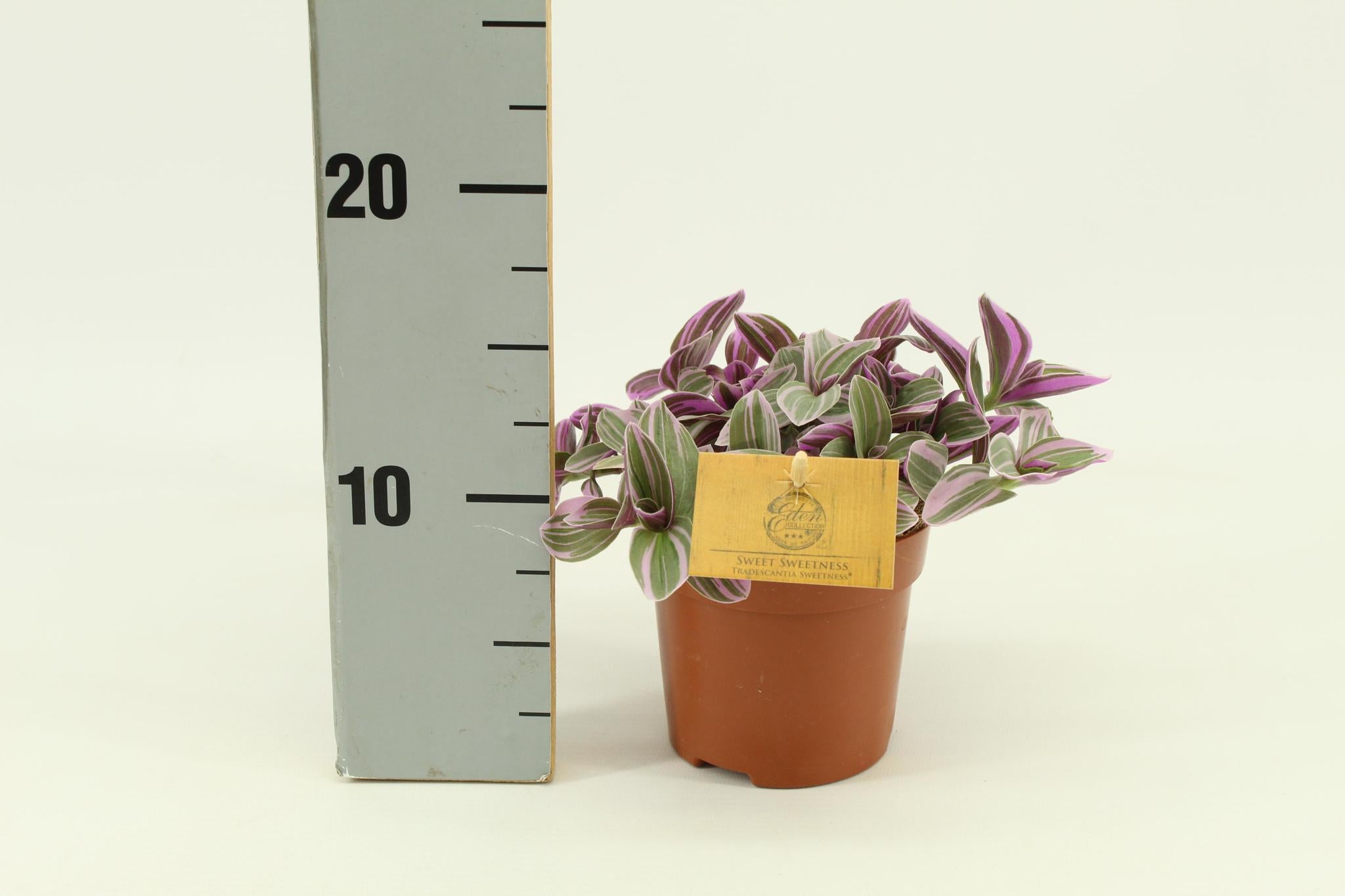 Tradescantia Sweetness 10,5cm - Ø10,5cm - ↕cm