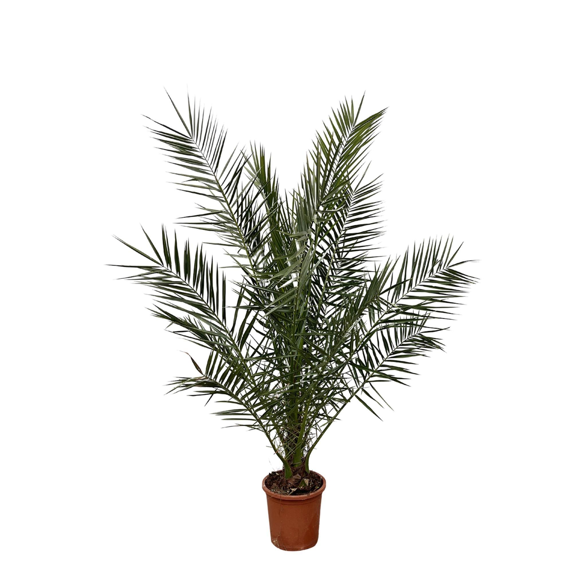 Phoenix Canariensis - 180cm - Ø24cm