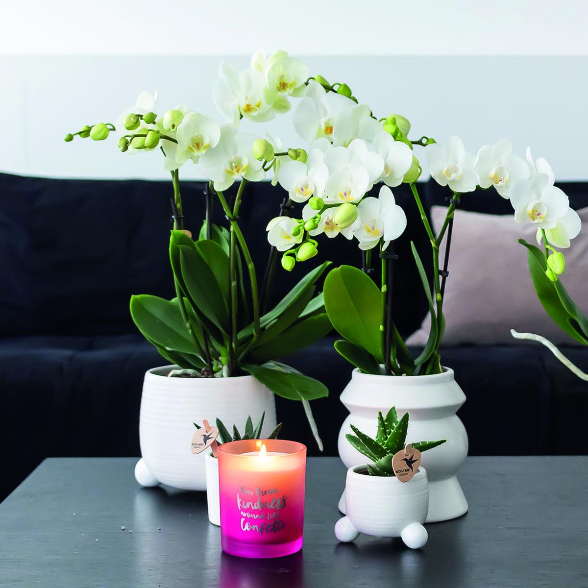 Orchidee COMBI DEAL von 2 weißen Phalaenopsis Orchideen - Amabilis - Topfgröße Ø9cm | blühende Zimmerpflanze - frisch vom Züchter