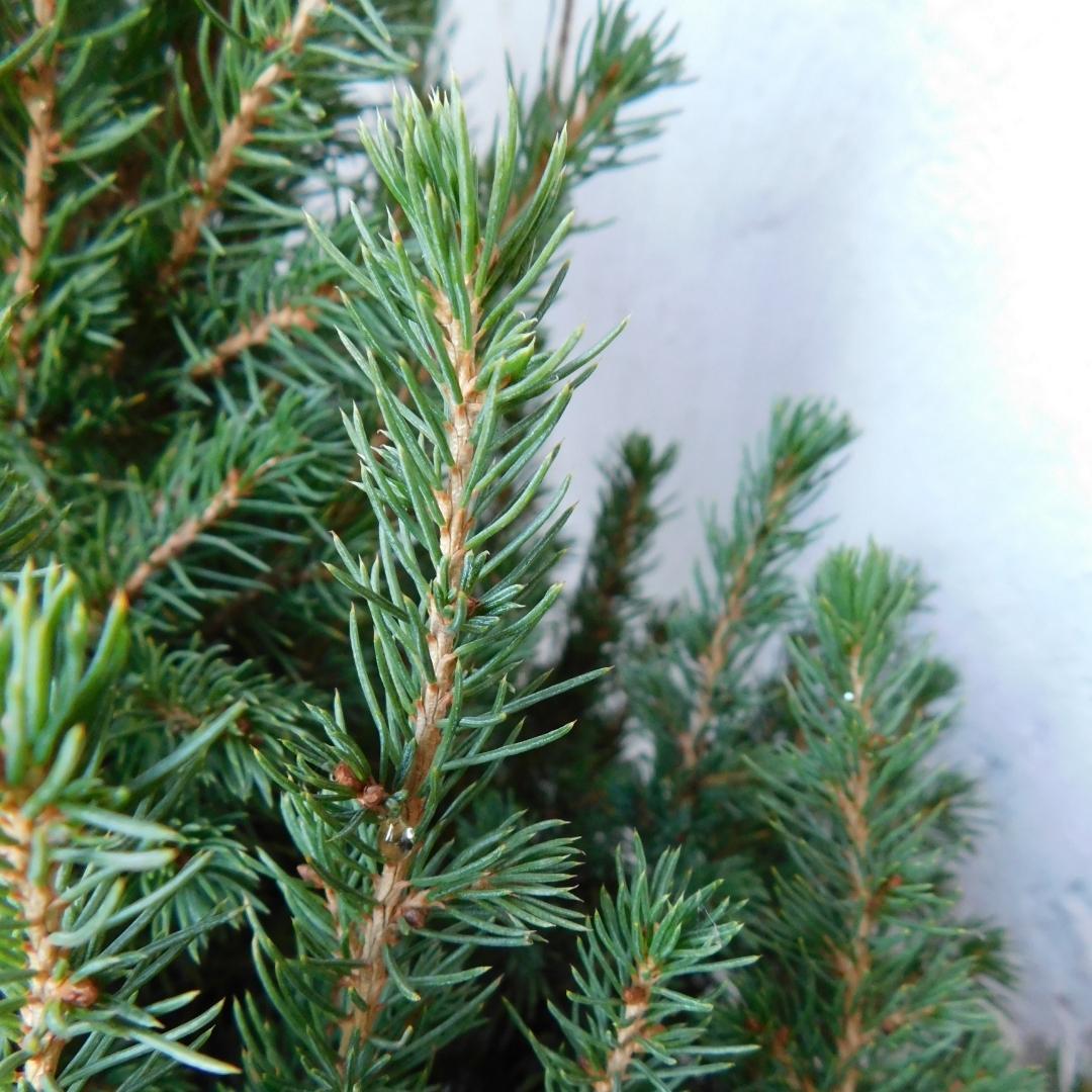 Kleiner Weihnachtsbaum - Picea glauca Conica 'December' Ø19