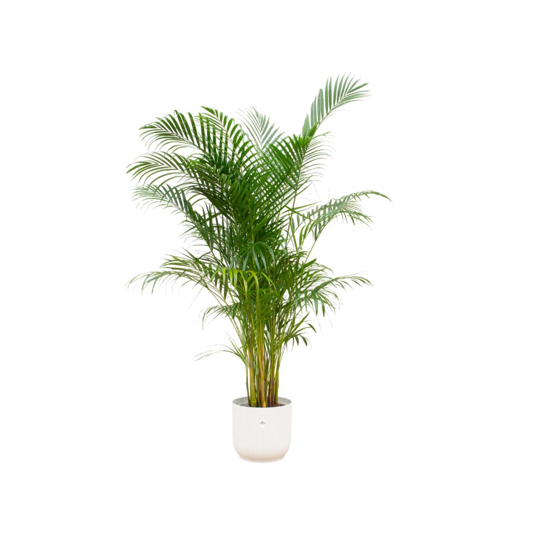 Arecapalme Dypsis lutescens inklusive elho Vibes Fold Round Topf weiß Ø30 - 160 cm