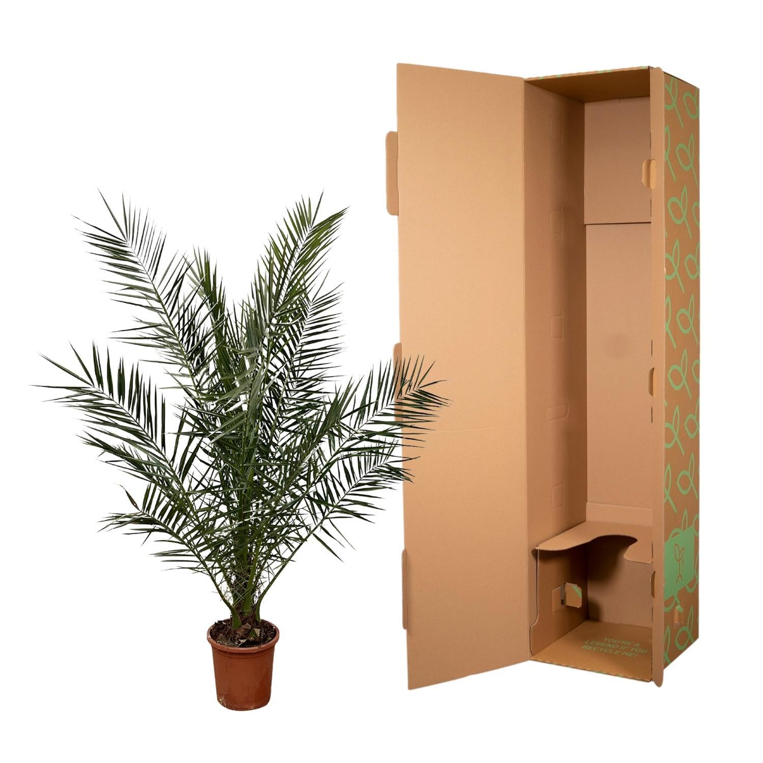 Phoenix Canariensis - 180cm - Ø25