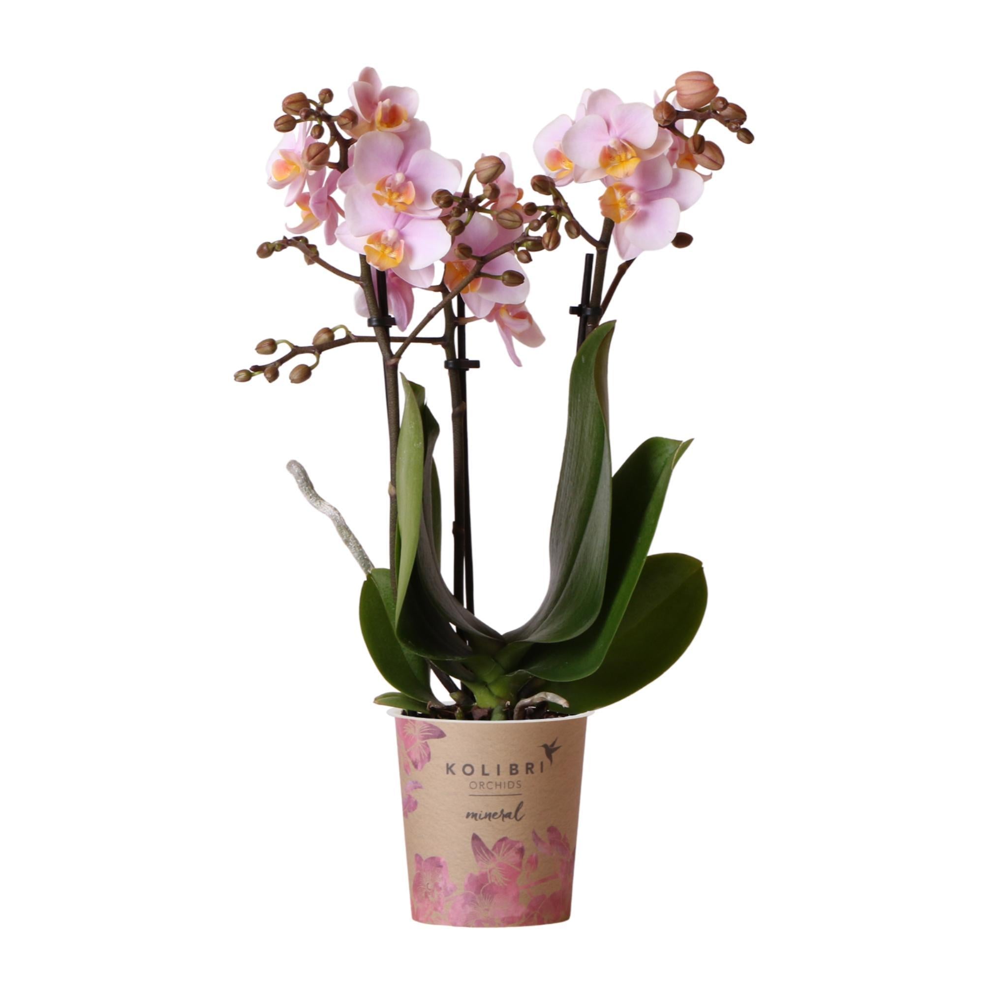 Kolibrie-orchideeën | Roze Phalaenopsis Orchidee - Andorra - potmaat Ø9cm | bloeiende kamerplant - vers van de veredelaar