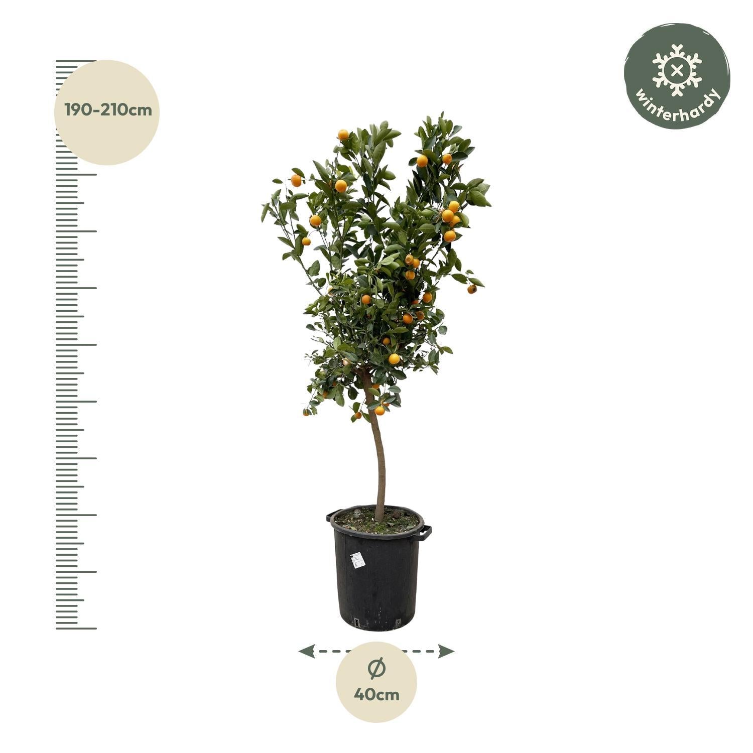 Orangenbaum Mini -Citrus Calamondin Orange - 200 cm - ø40