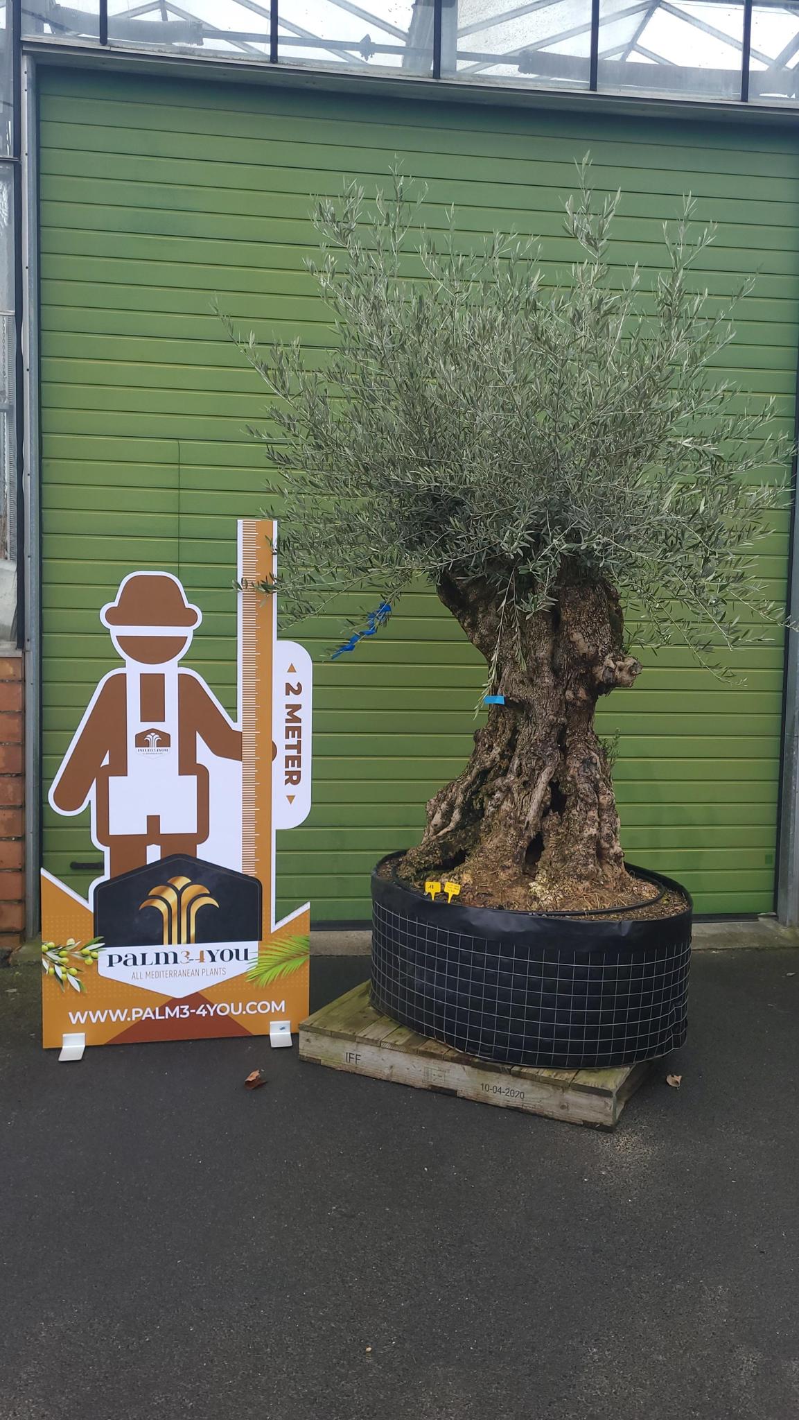 Olea Olive europeae  (Olivenbaum) Größe 2,20 Meter!