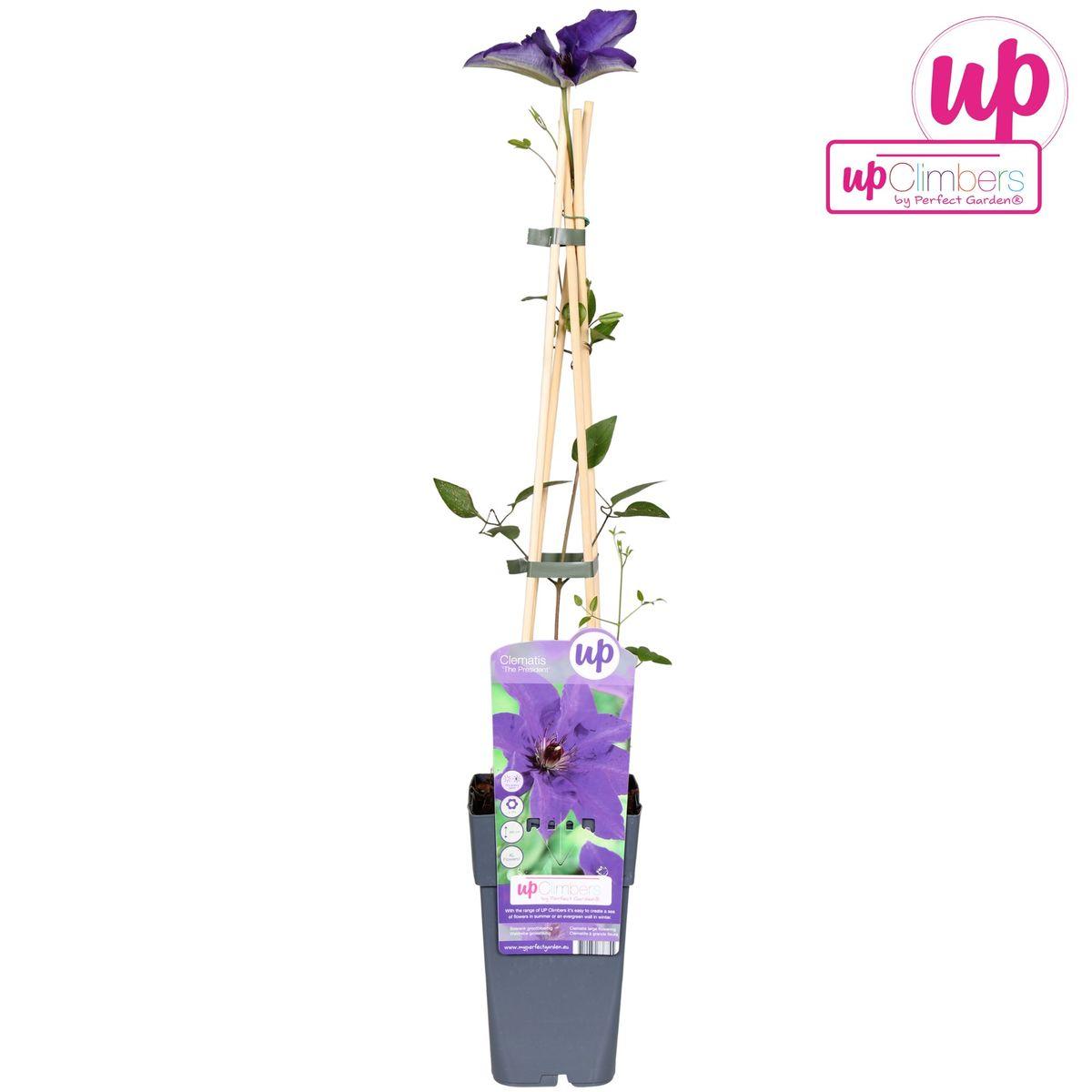 Clematis The President - Waldrebe lilablau - ↨65cm - Ø15